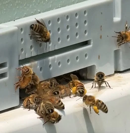 Honey bees entering and exiting a hive through a small opening in a plastic beehive box.