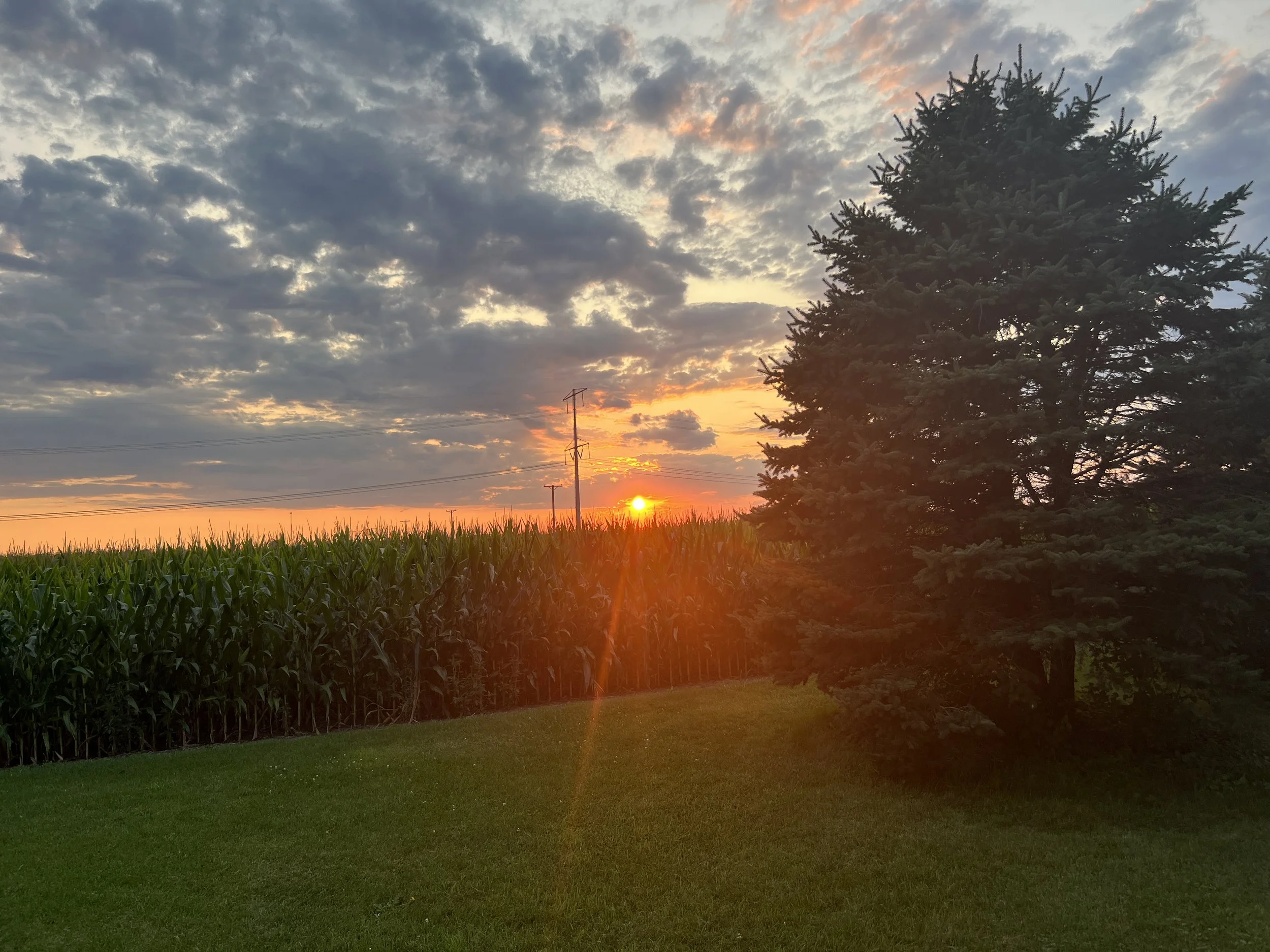 A sunset with a partly cloudy sky above a green lawn and a cornfield, with a tall pine tree on the right and power lines crossing the scene.