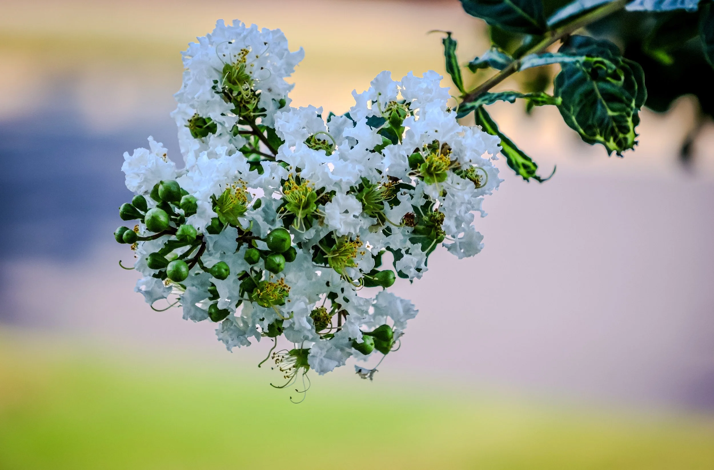 Blooming Grace