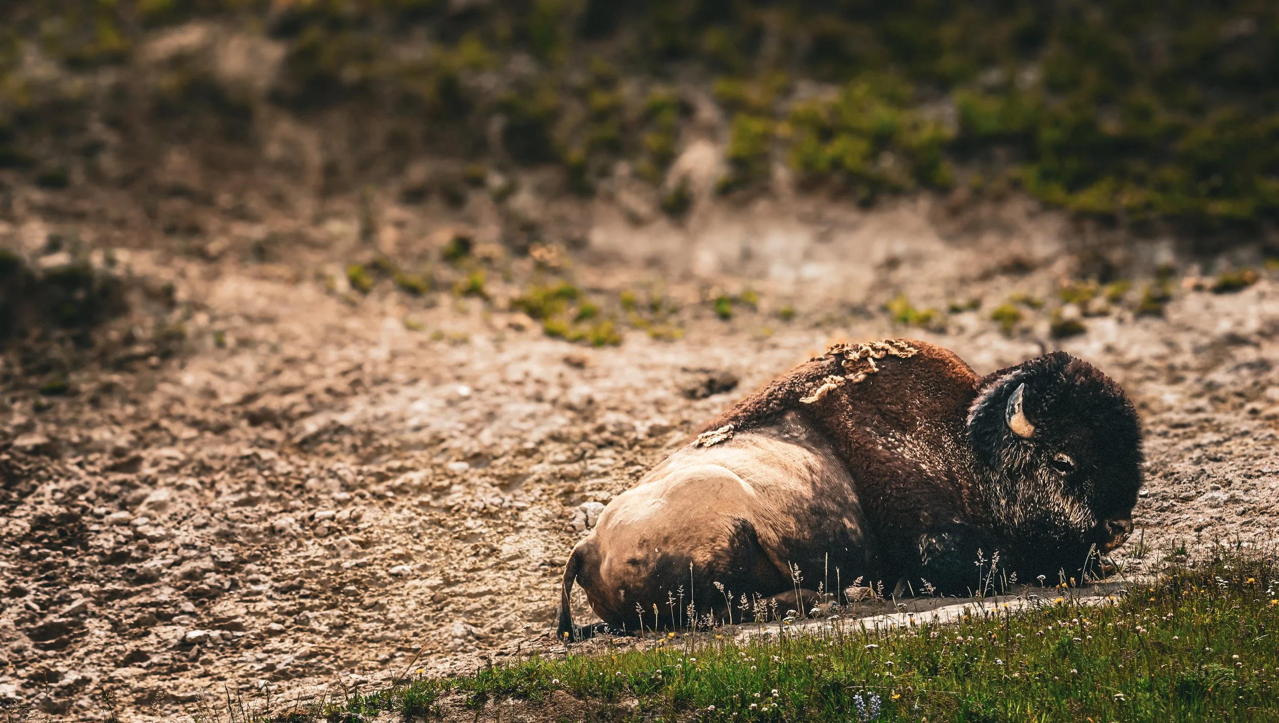 American bison resting in Grand Teton National Park with mountains in the background.