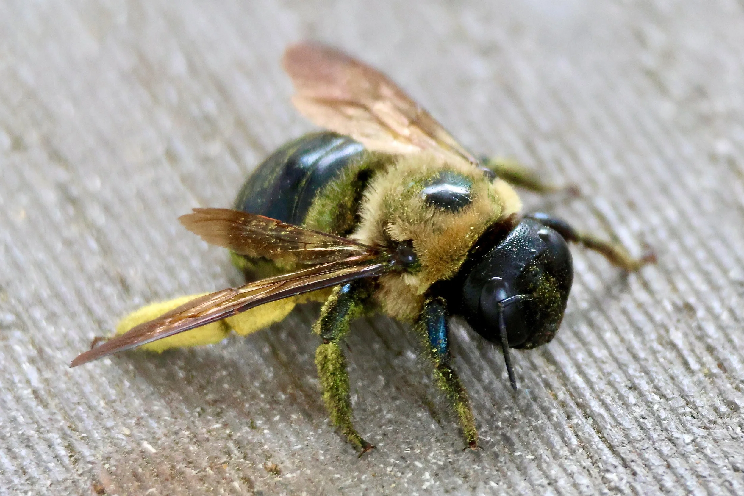 The Pollinator
