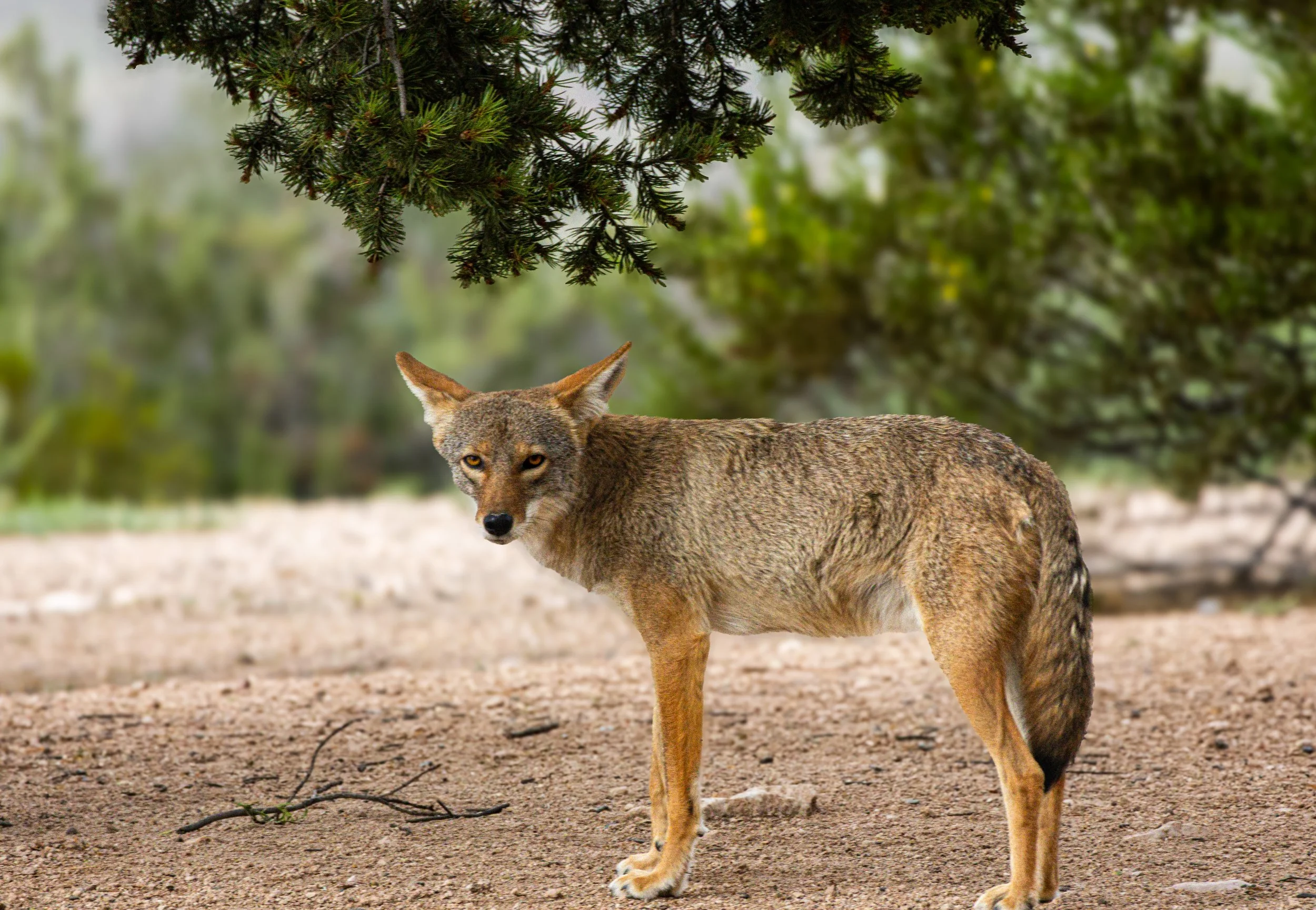Grand Canyon Coyote