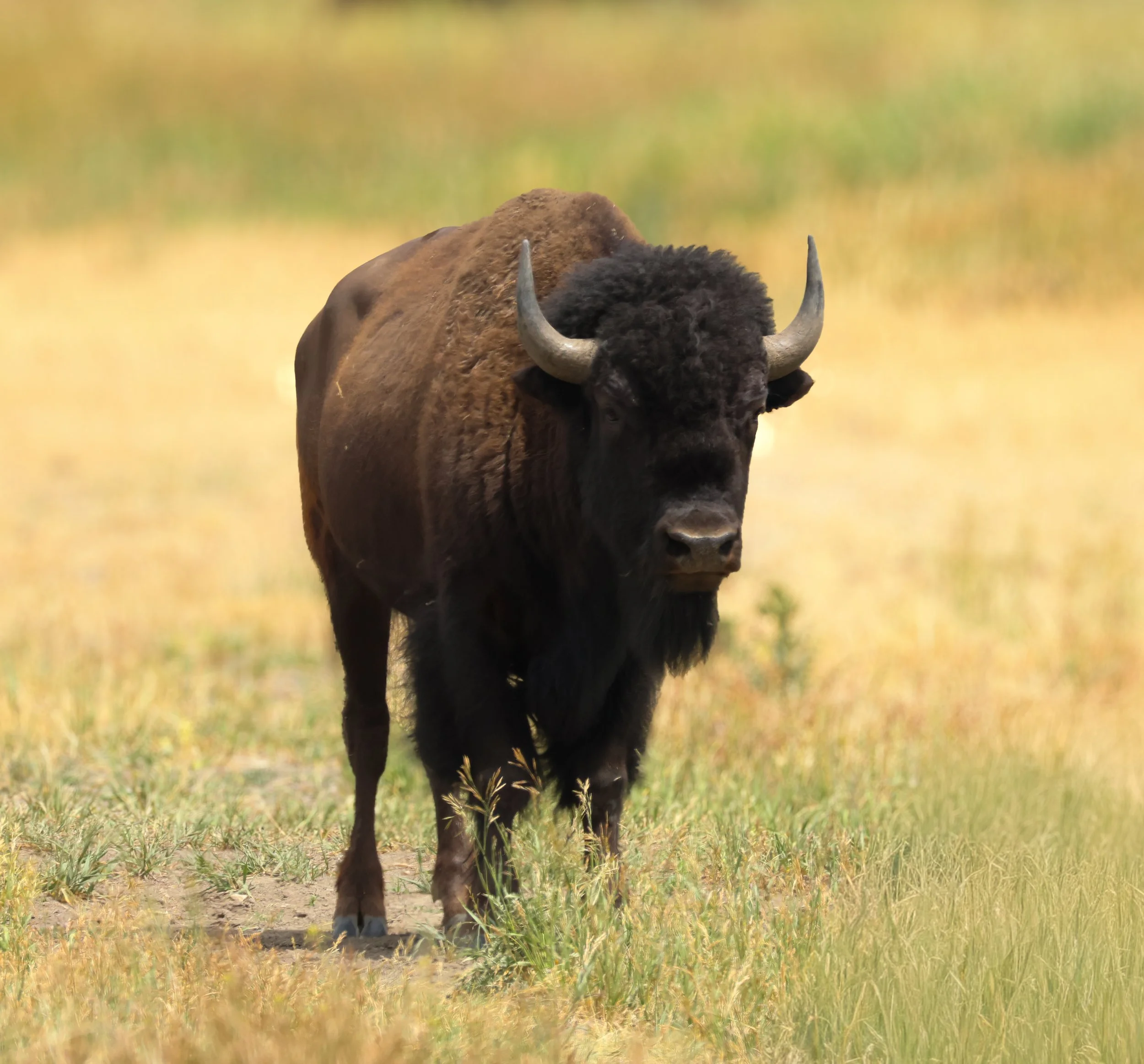 American bison walking through a Yellowstone National Park meadow during summer.