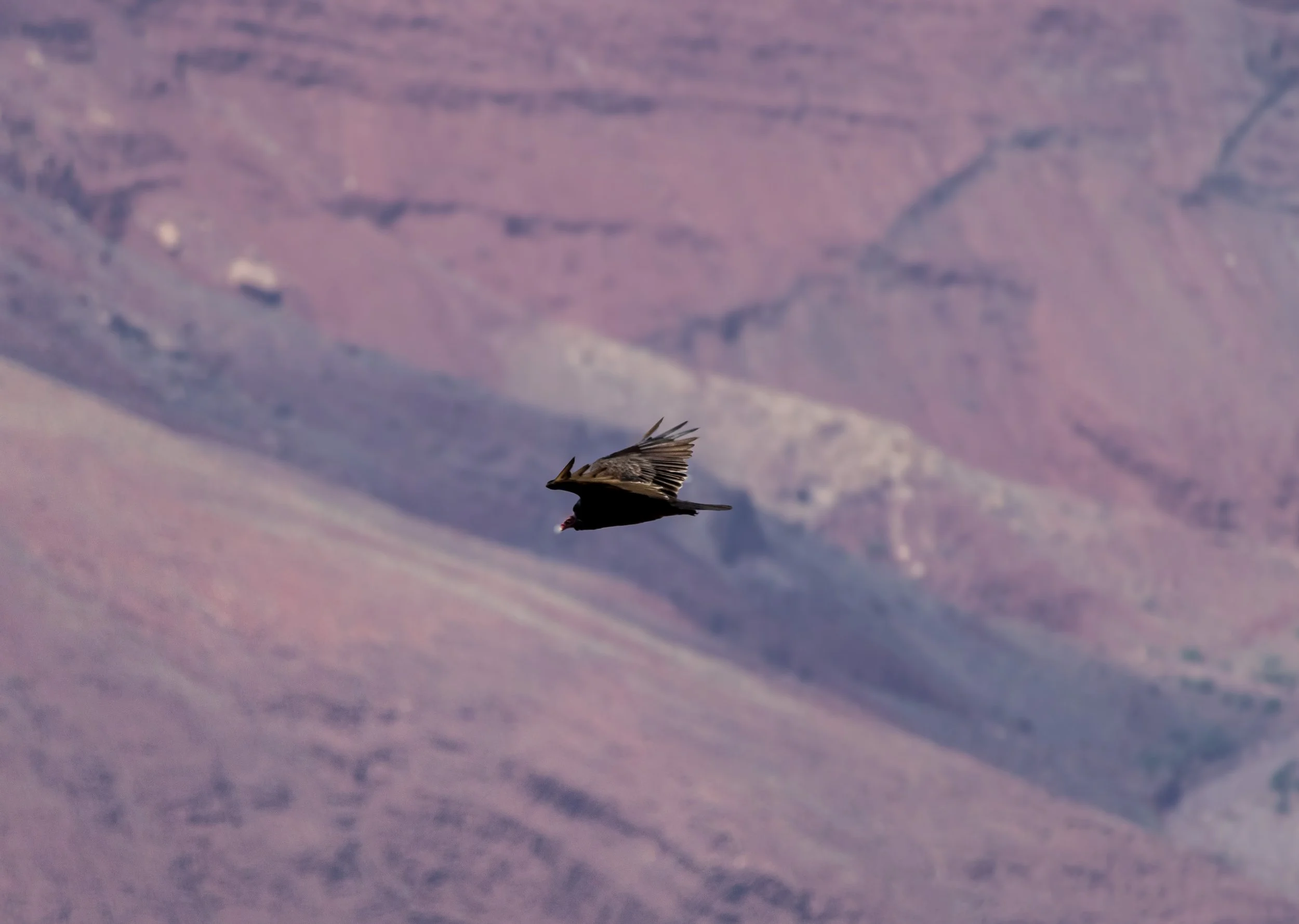 Wings Over Grand Canyon