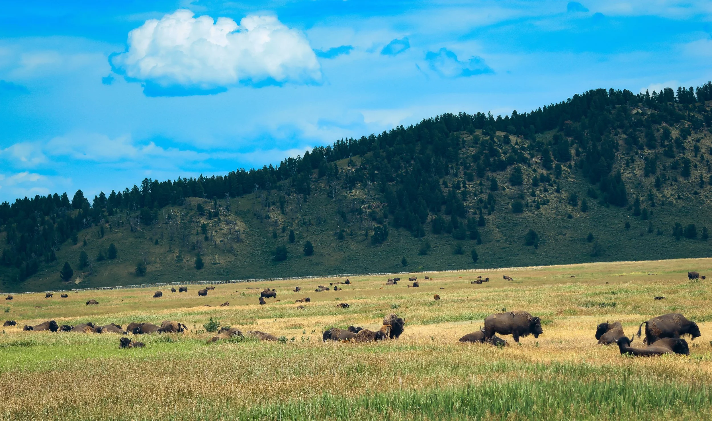 Where the Buffalo Roam