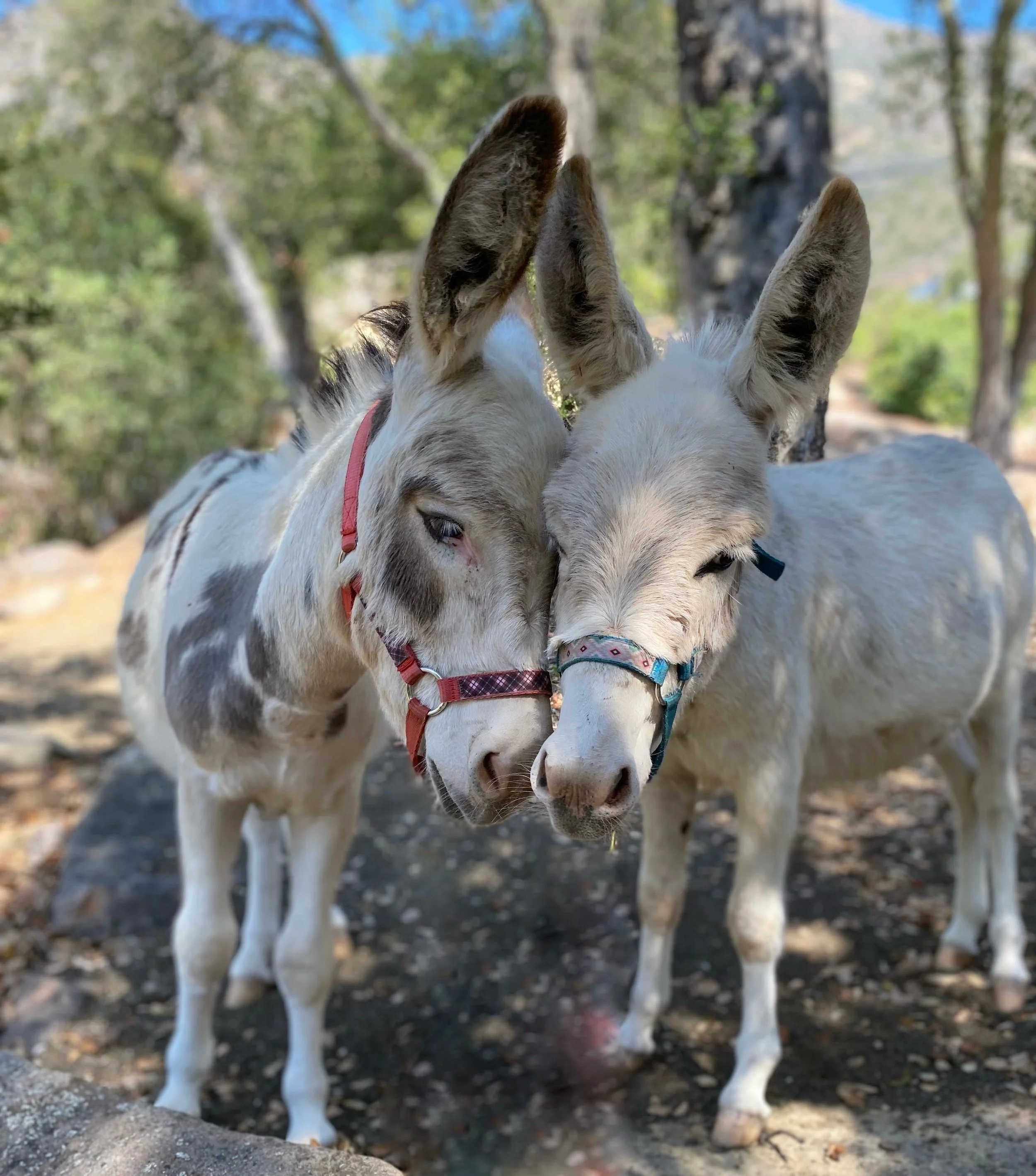 Donkeys.JPG