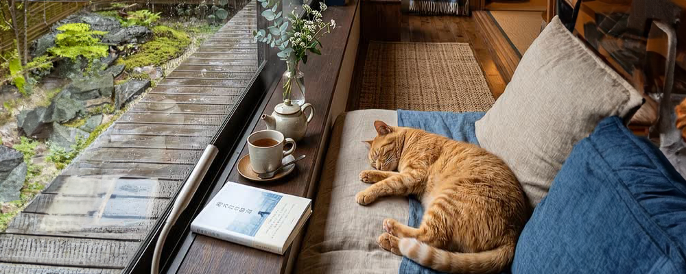 Orange tabby cat sleeping on a beige and blue couch near a window with flowers and a rain-soaked wooden deck outside.