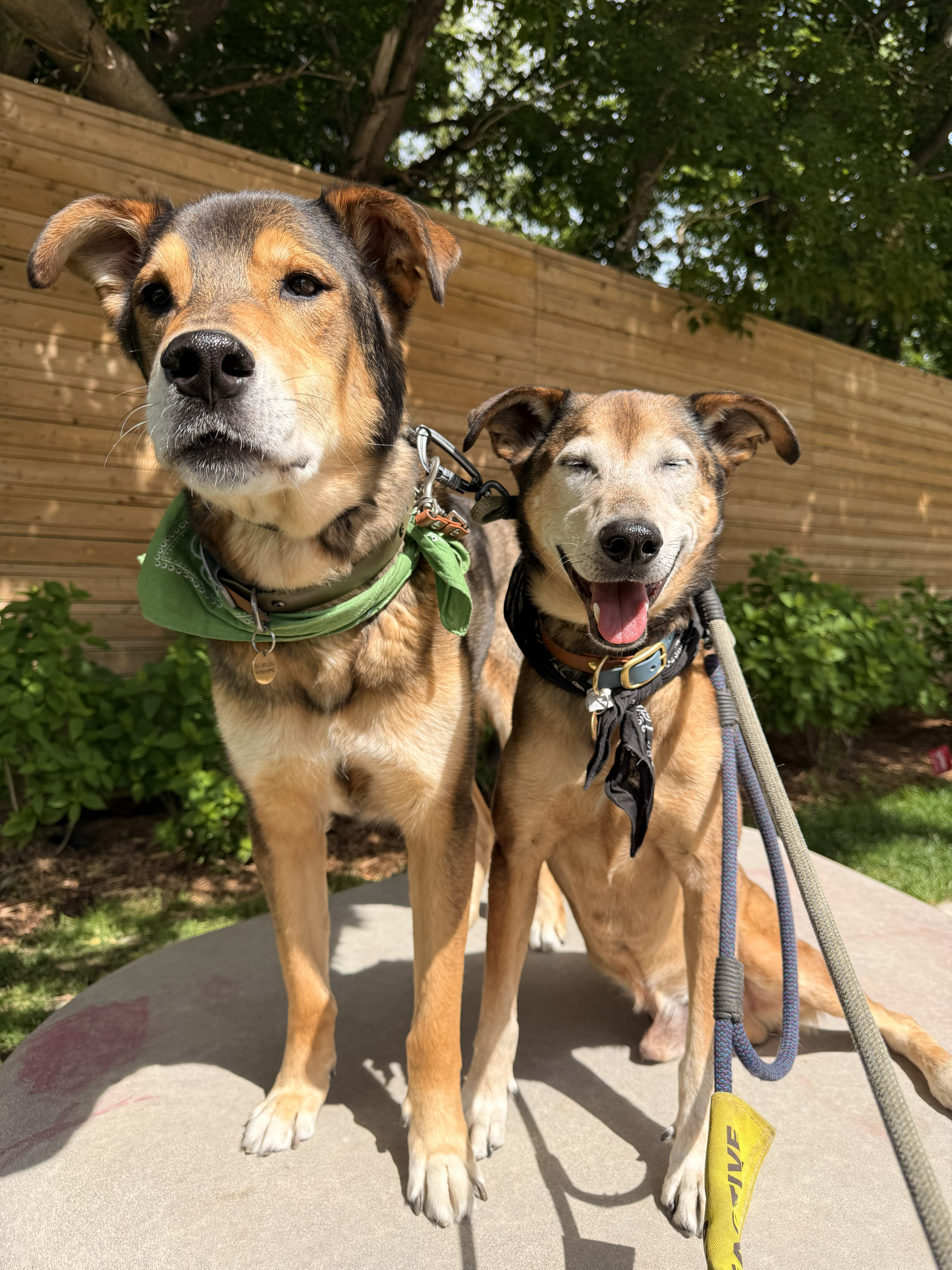 two dogs sitting on a rock