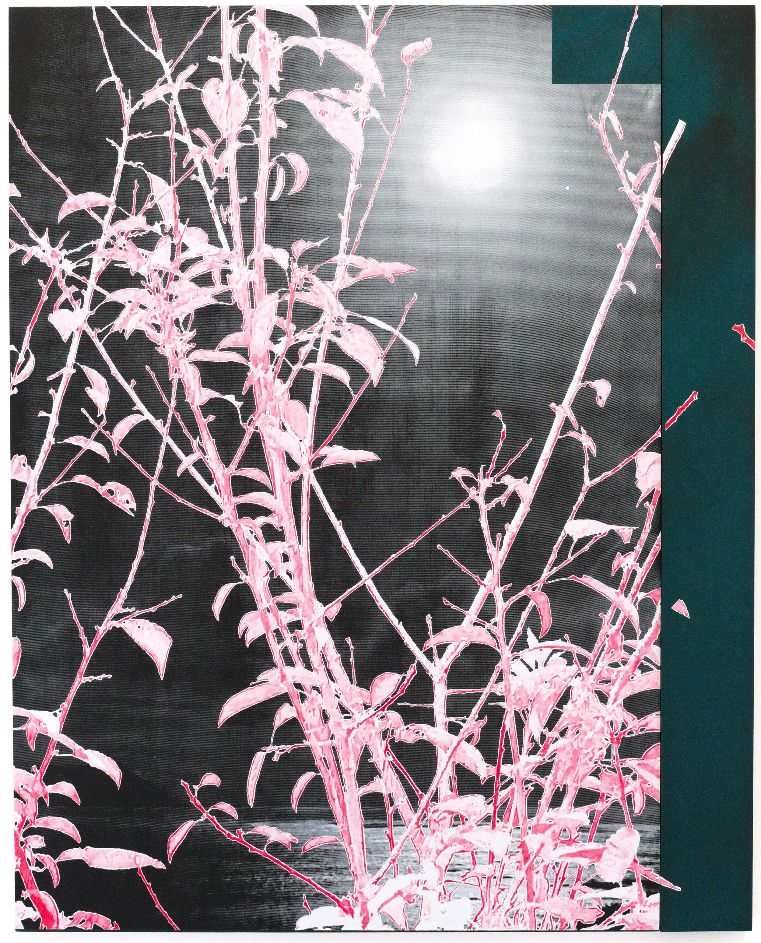Un tableau artistique colorée représentant une plante dessin stylisée en rose vif au stylo à bille avec un fond contrasté noir et gris en sérigraphie