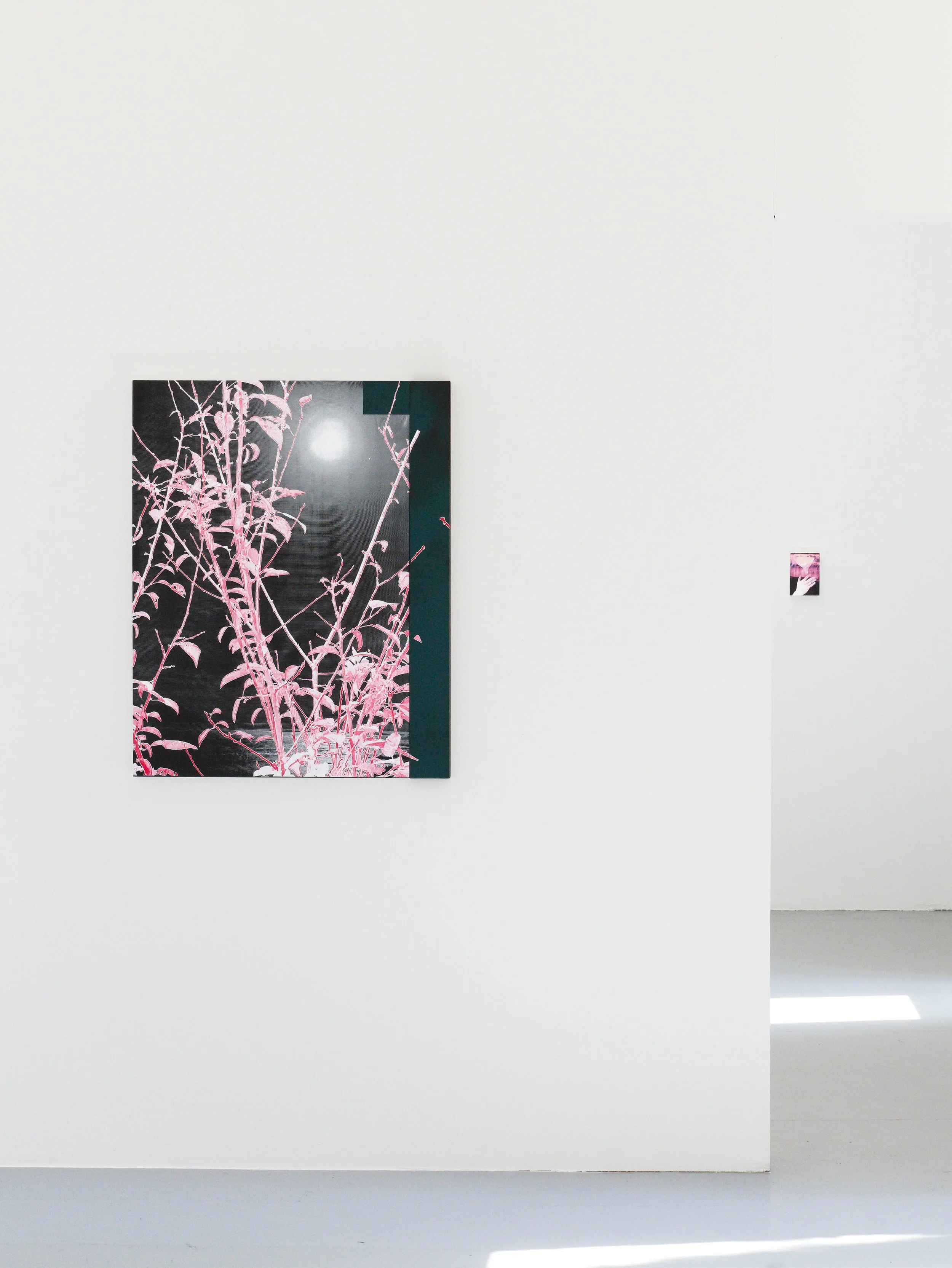 Un tableau artistique colorée représentant une plante dessin stylisée en rose vif au stylo à bille avec un fond contrasté noir et gris en sérigraphie, exposée dans un espace d'exposition avec un mur blanc et un sol gris. Villa Arson