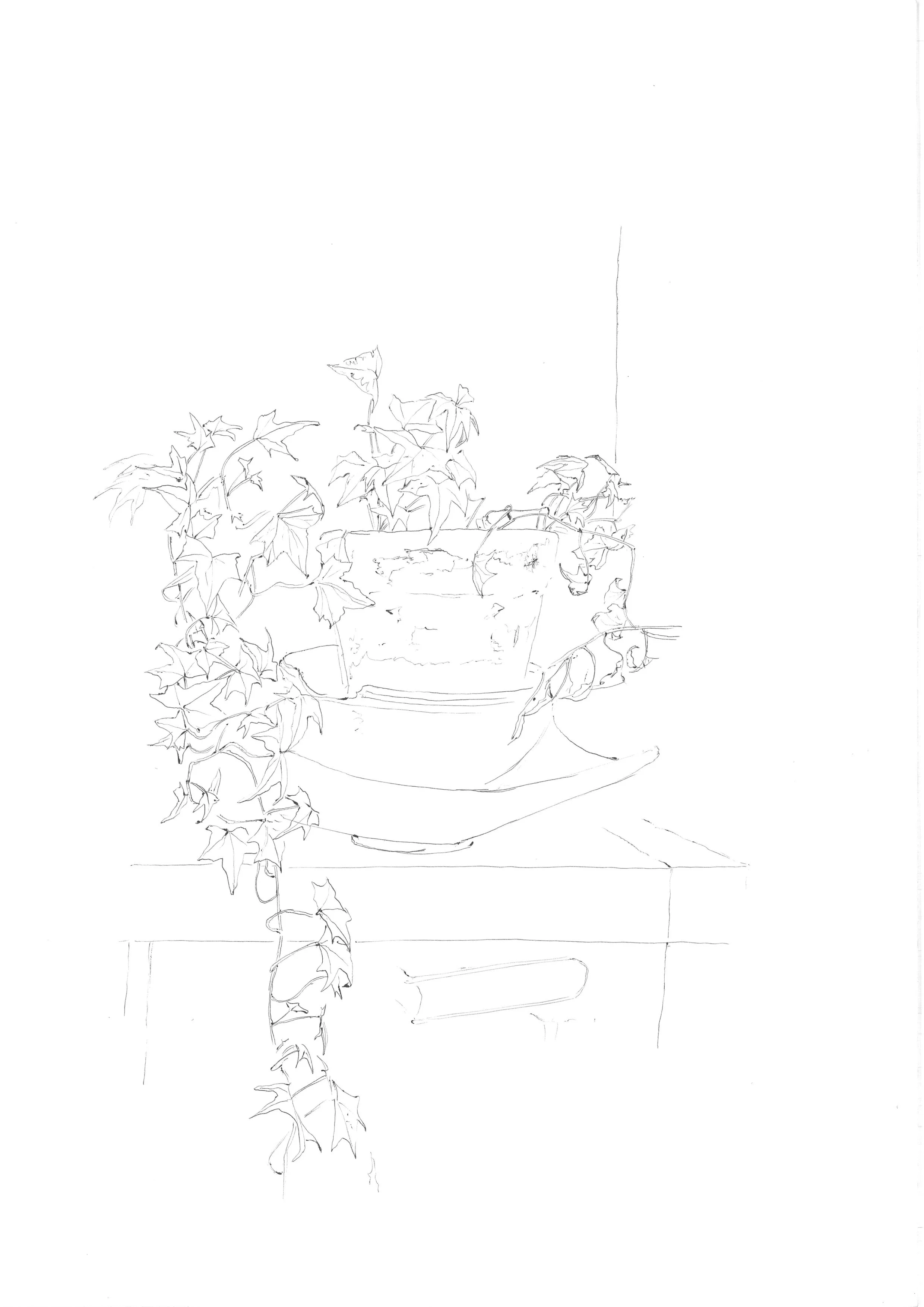 Un dessin au pinceau représentant une plante en pot avec des feuilles touffues et une longe tige. La poterie est posée sur une surface plane, avec un fond blanc.