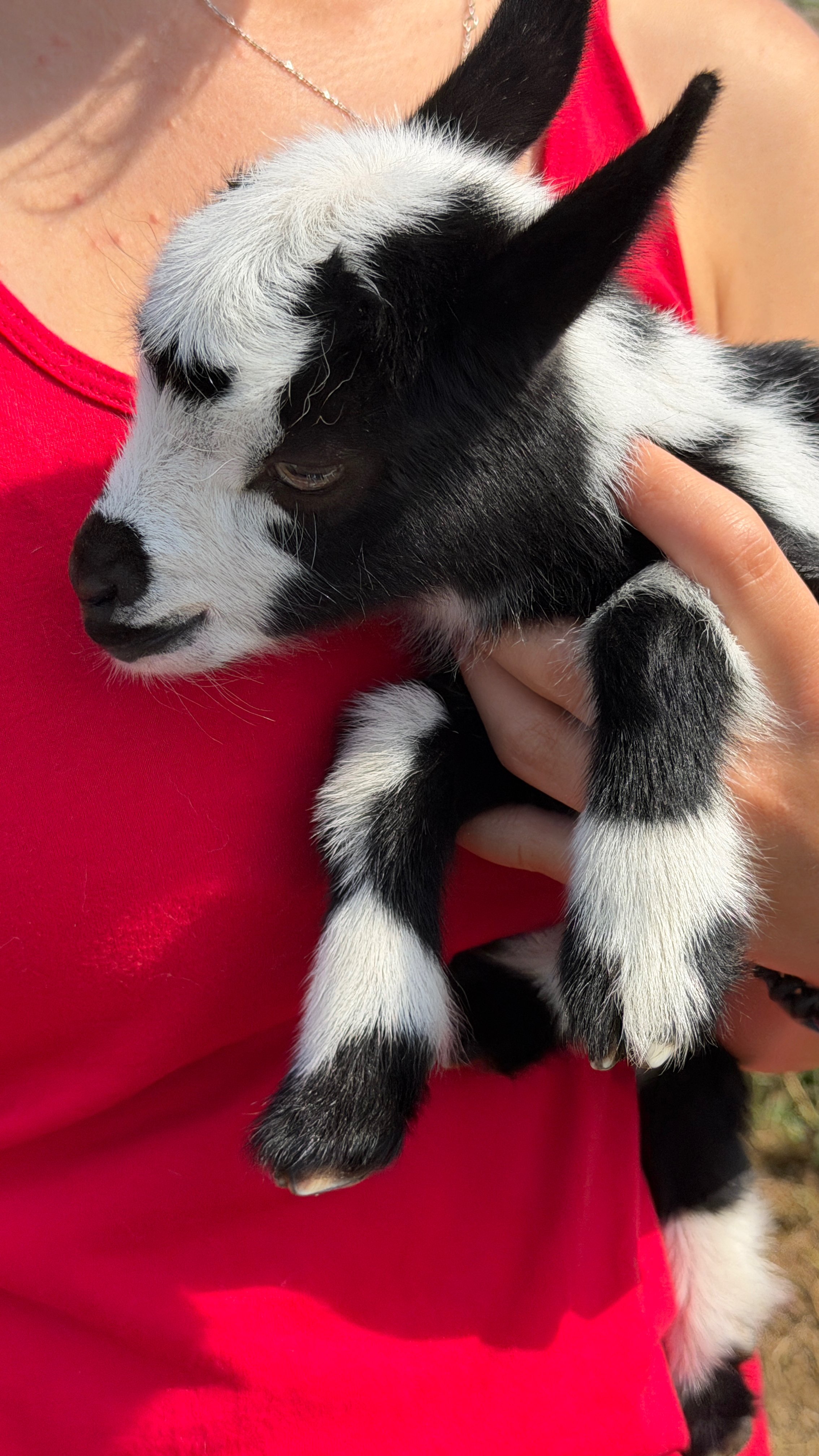 A person holding a black and white baby goat with a red shirt and a silver necklace.