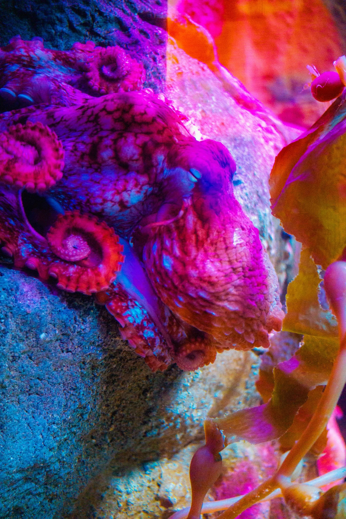 A close-up of a brightly colored octopus on a coral reef, with purple, pink, orange, and blue hues, among rocks and seaweed.