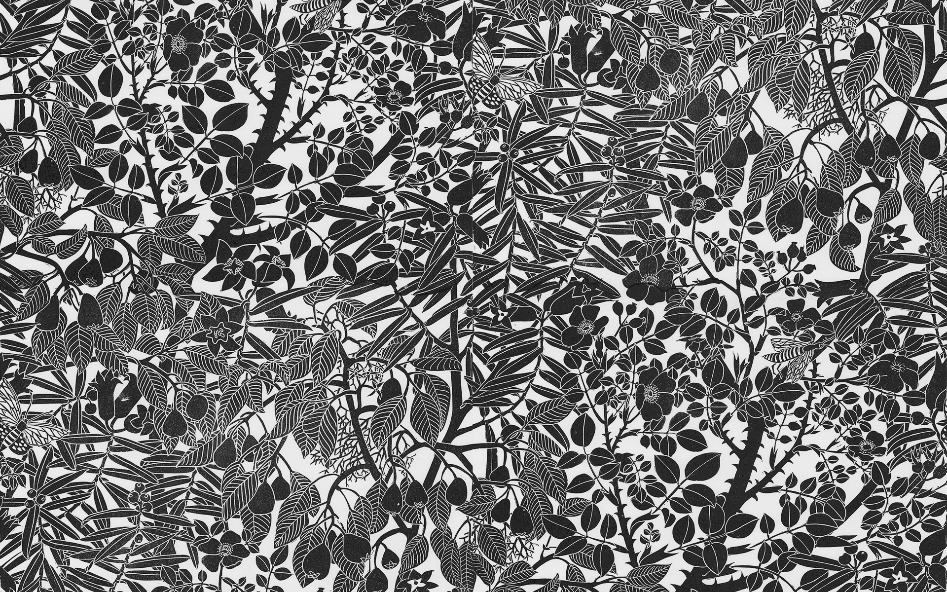 Wild-Pear_1920x1200_2Repeats_95Black.png