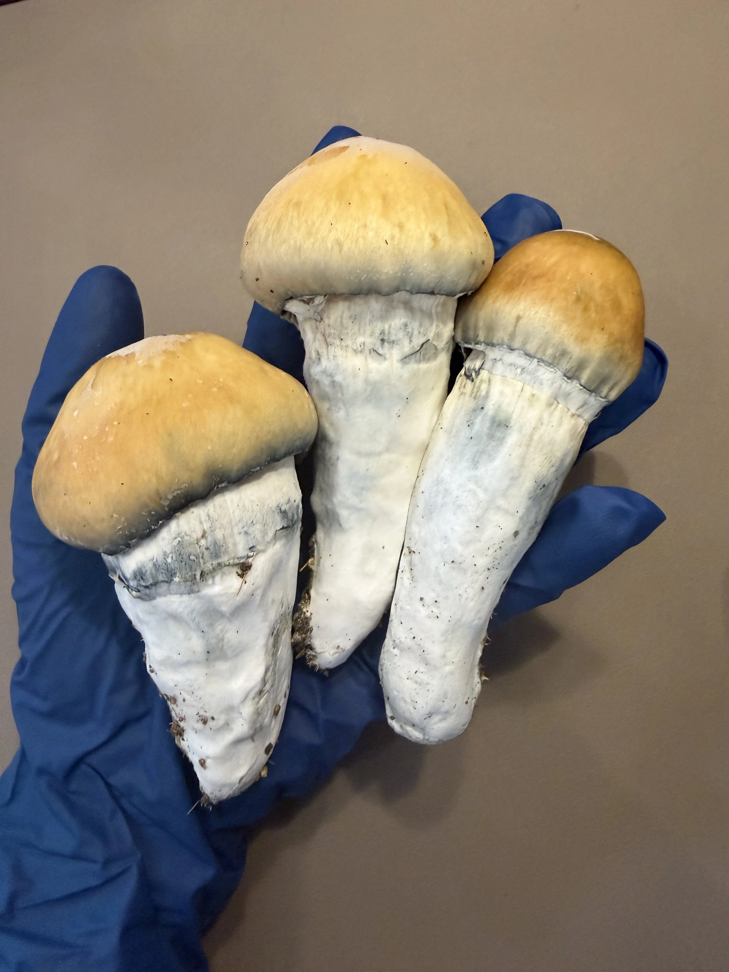 PenisEnvy2.JPG