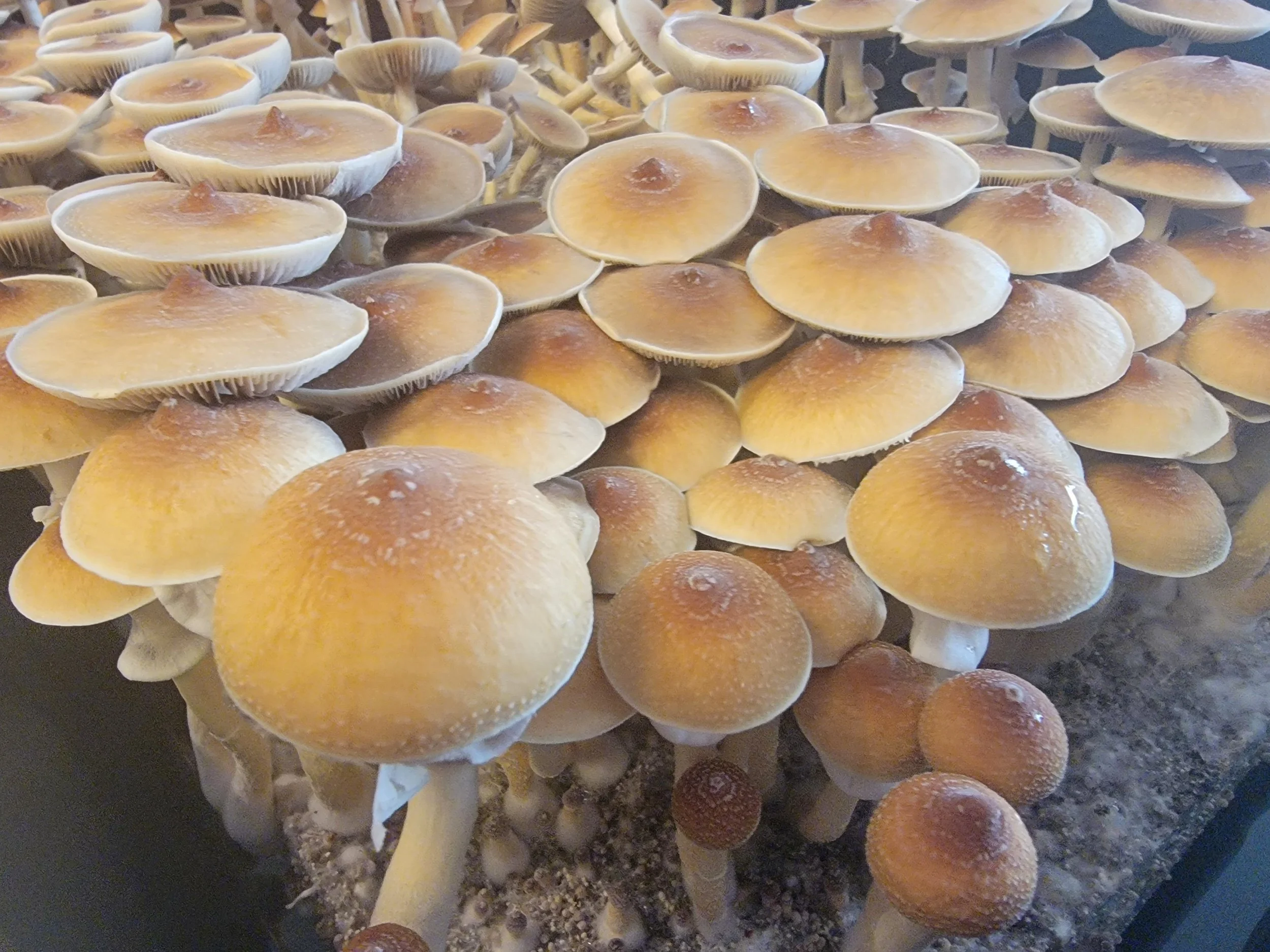 Golden Teacher