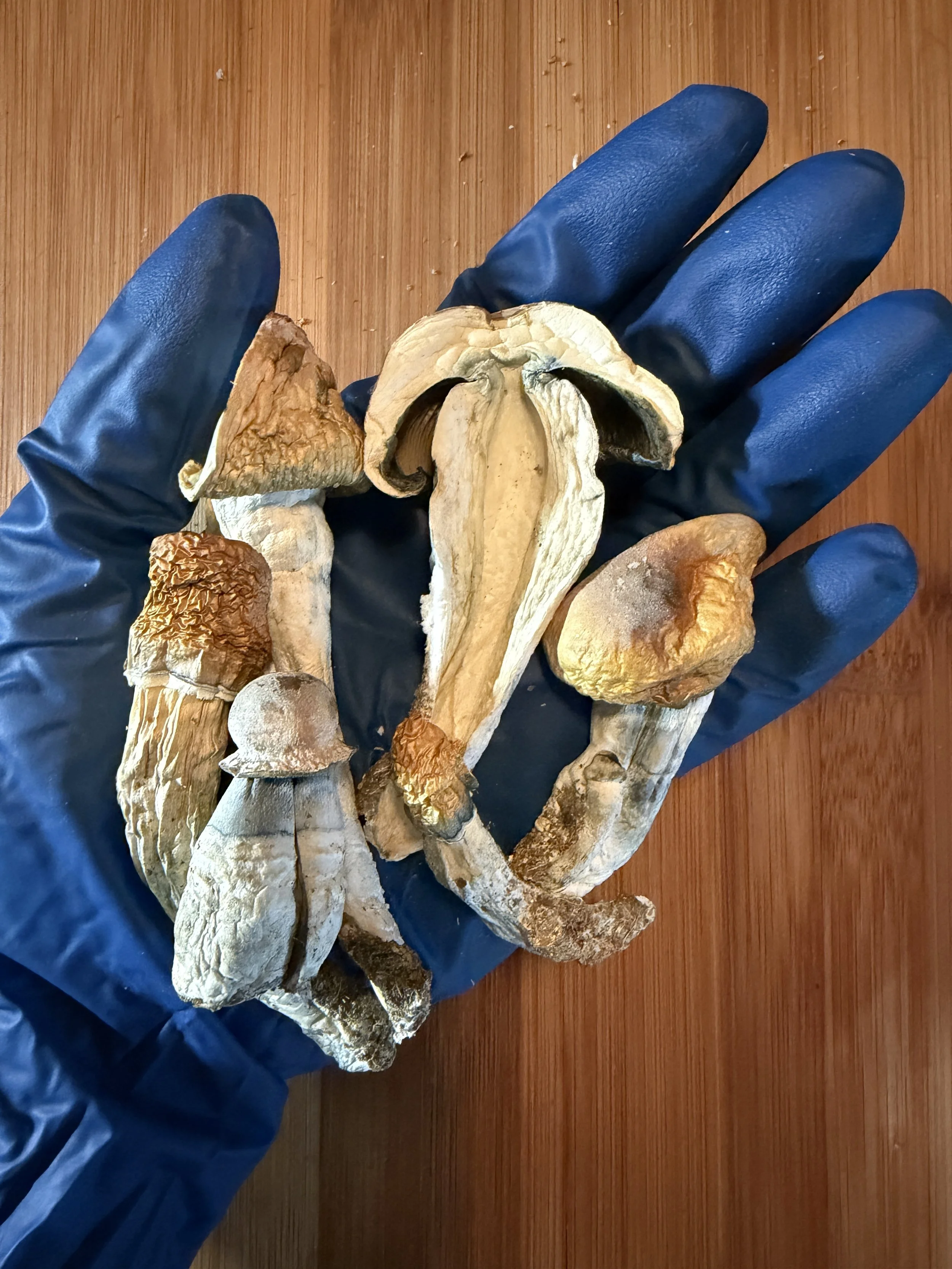Penis Envy (dried)