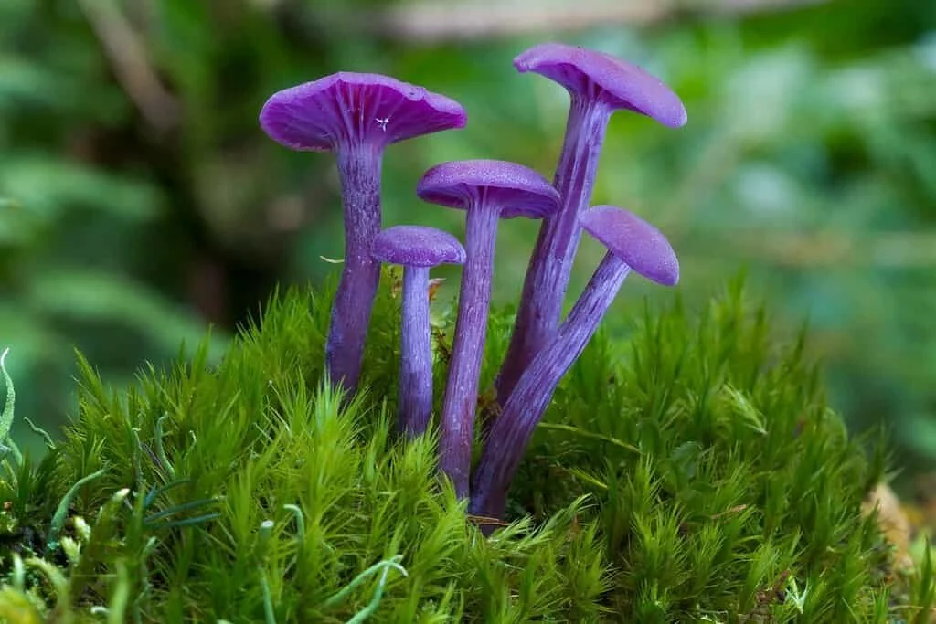 Purple Mystic  (Psilocybe Cubensis)   COMING SOON!