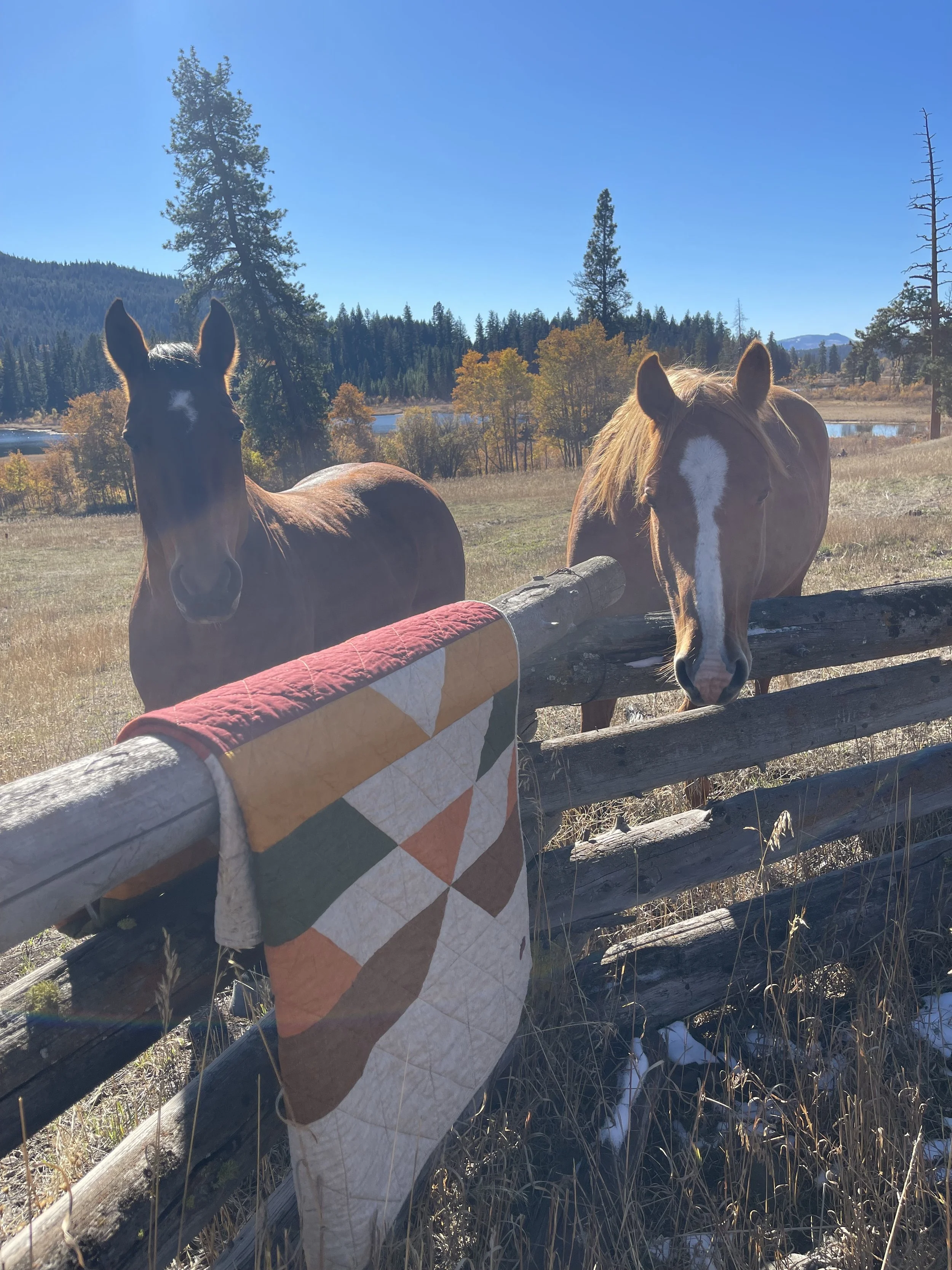 Two horses stand behind a wooden fence with a quilt draped over, on a sunny day in a rural area with trees, mountains, and a lake in the background.