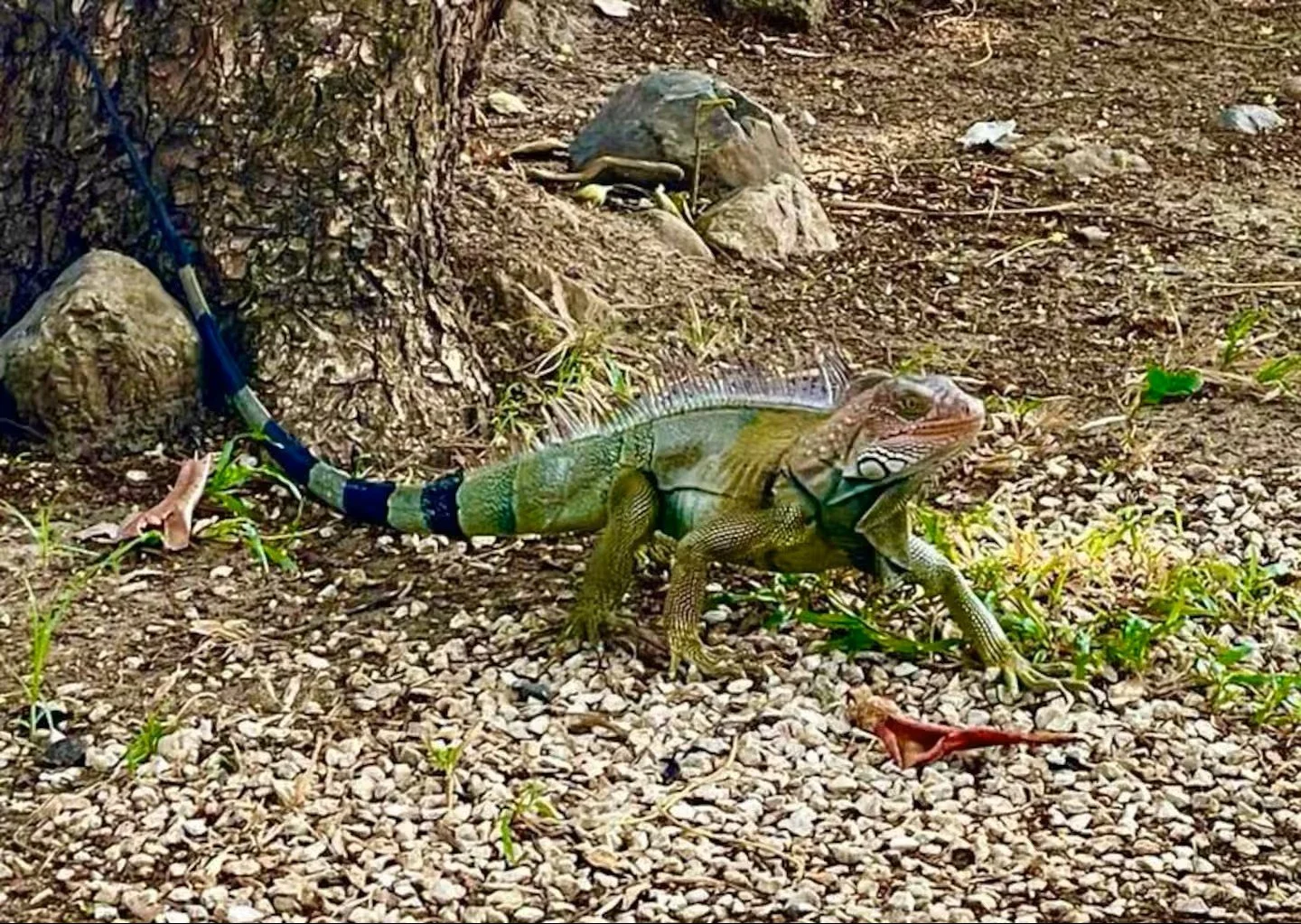 Iguana on the Villa property