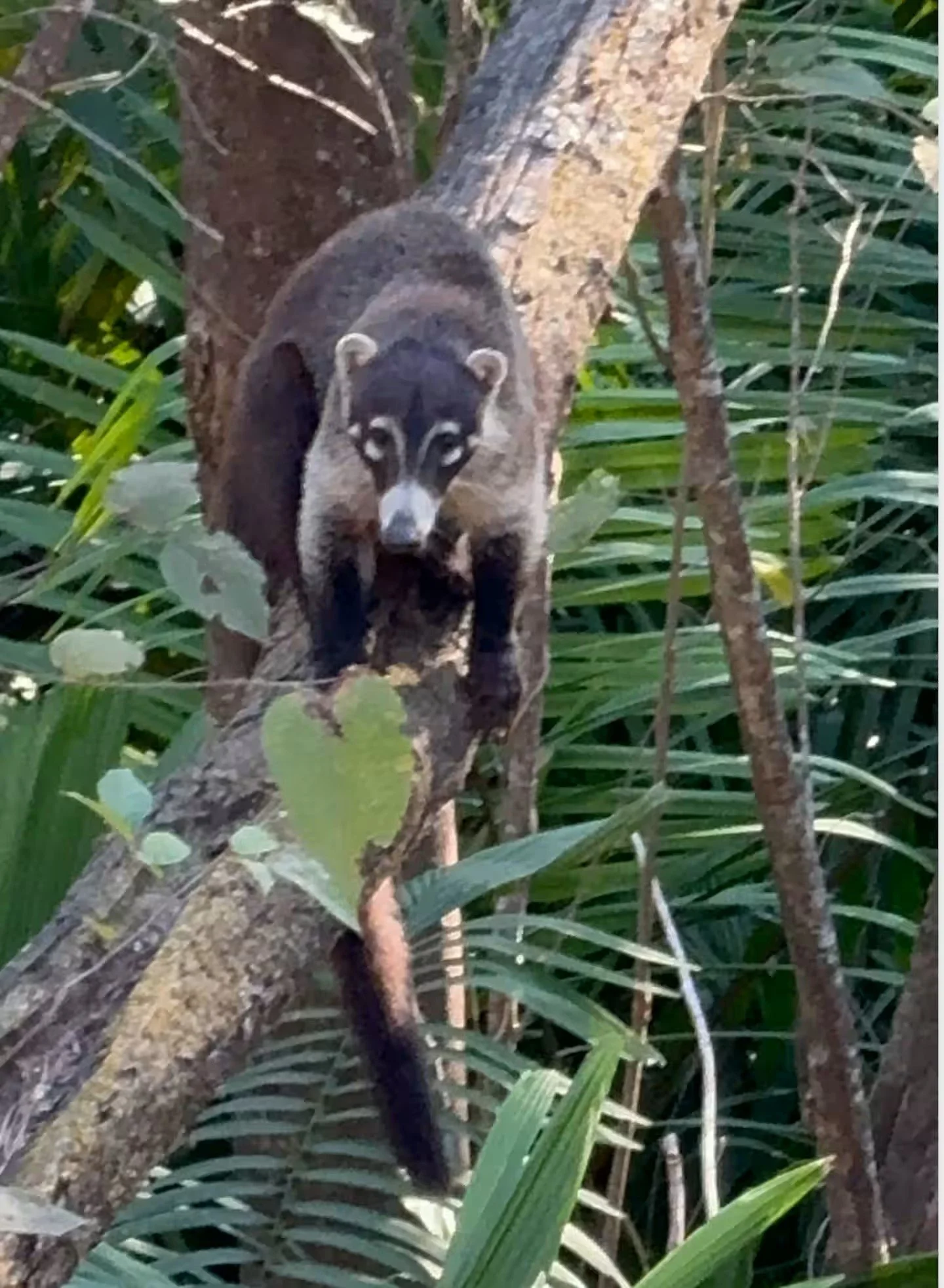 A White Nosed Pisote on a Villa tree