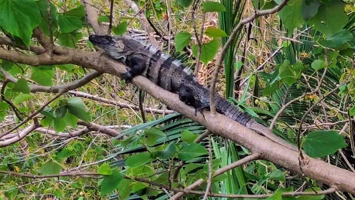 Iguana in a Villa tree