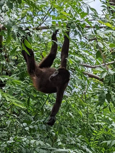 A Howler Monkey in a VIlla tree