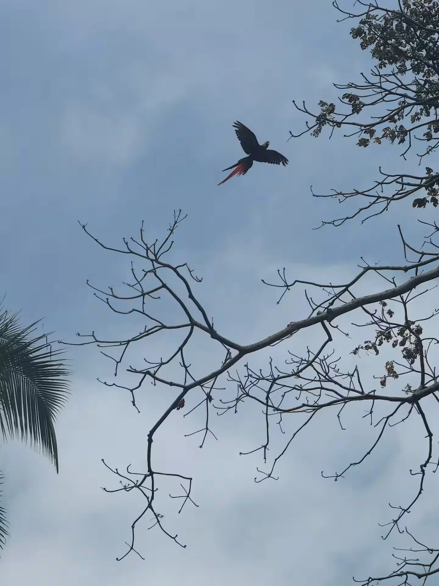 Macaw flying by the Villa