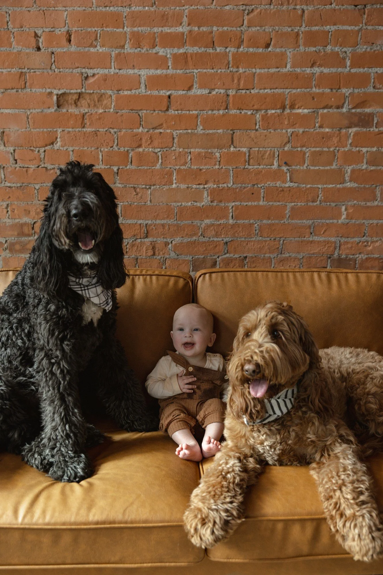 Why Pet Photography Becomes One of Your Family’s Most Meaningful Keepsakes