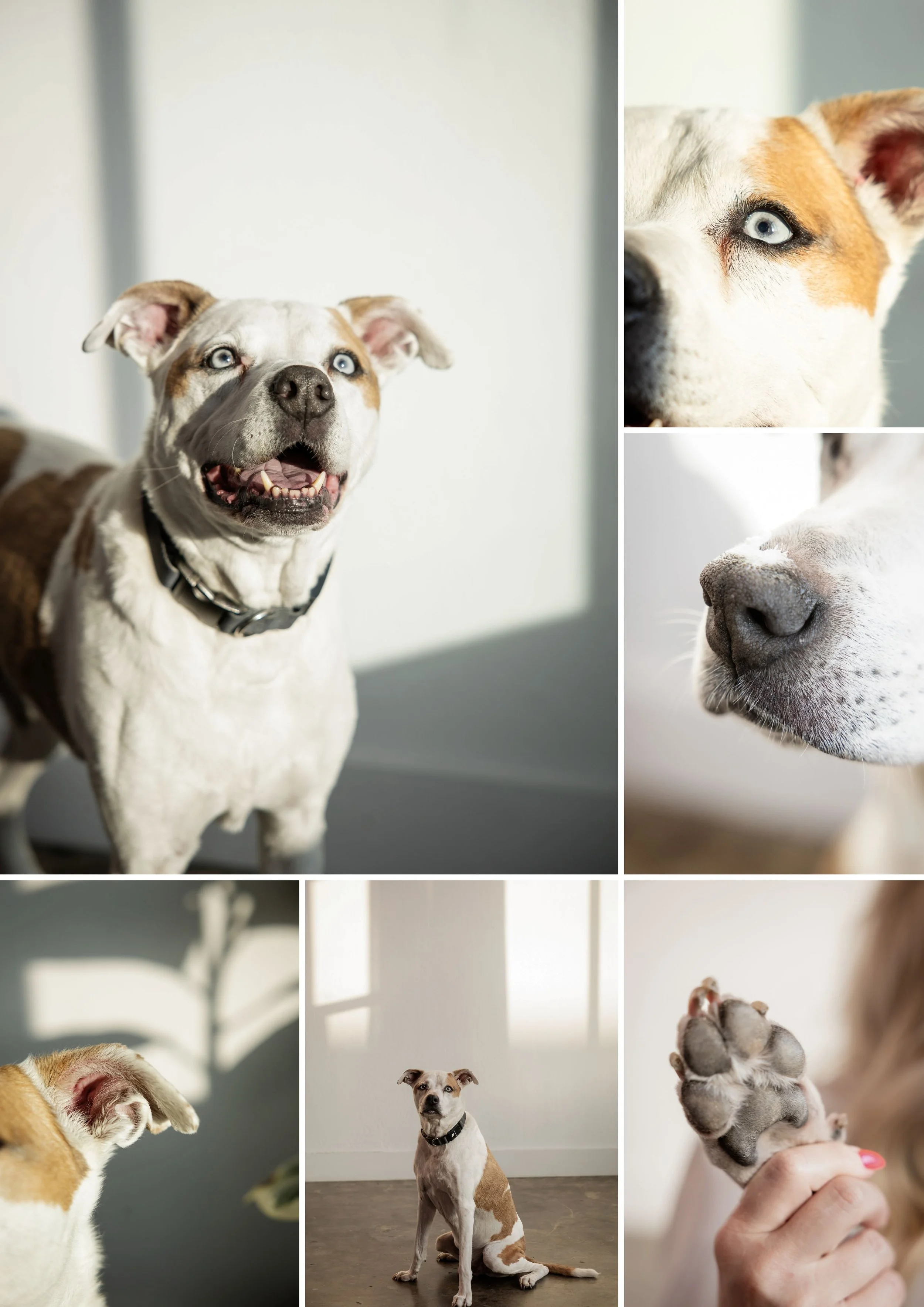collage of multiple images of dogs, including a close-up of a dog's face with one eye closed, a dog with blue eyes and a black collar, a puppy being held in a person's hand, and a dog sitting on the floor.