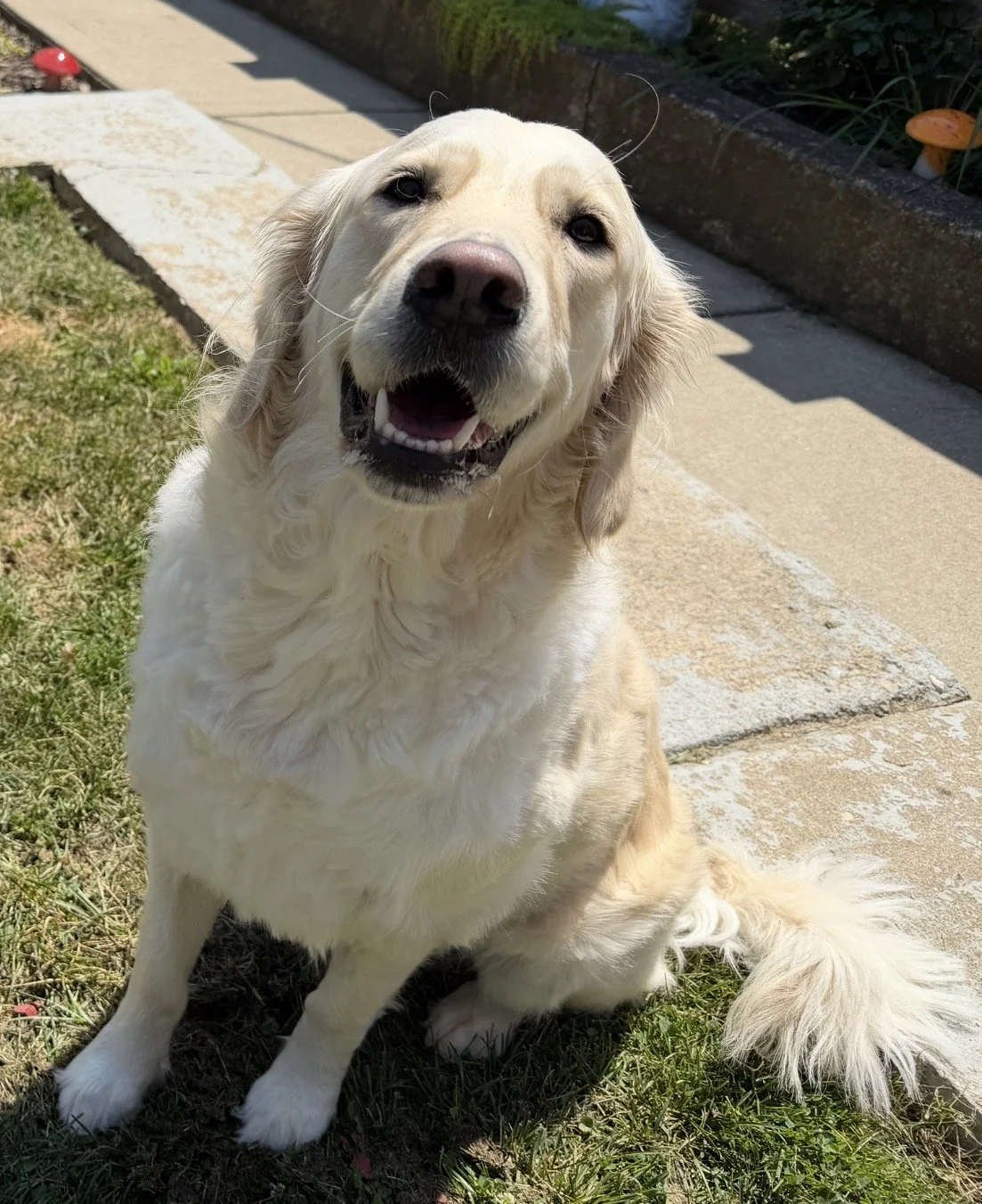 A happy golden retriever sitting on grass and concrete outside, smiling at the camera.