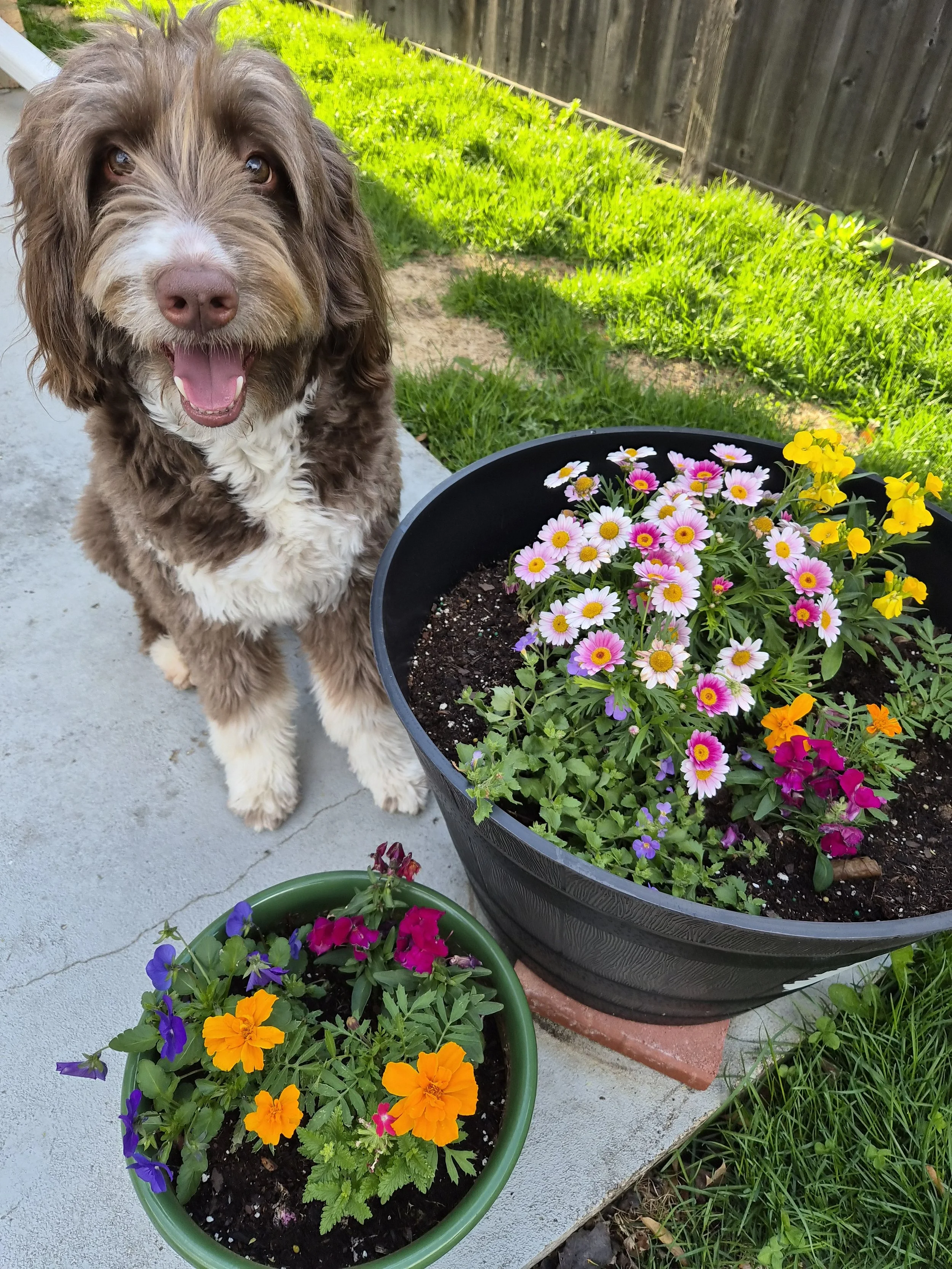 A happy brown and white dog sitting next to vibrant flower pots filled with colorful flowers including orange, purple, and pink on a patio with a grassy background and wooden fence.