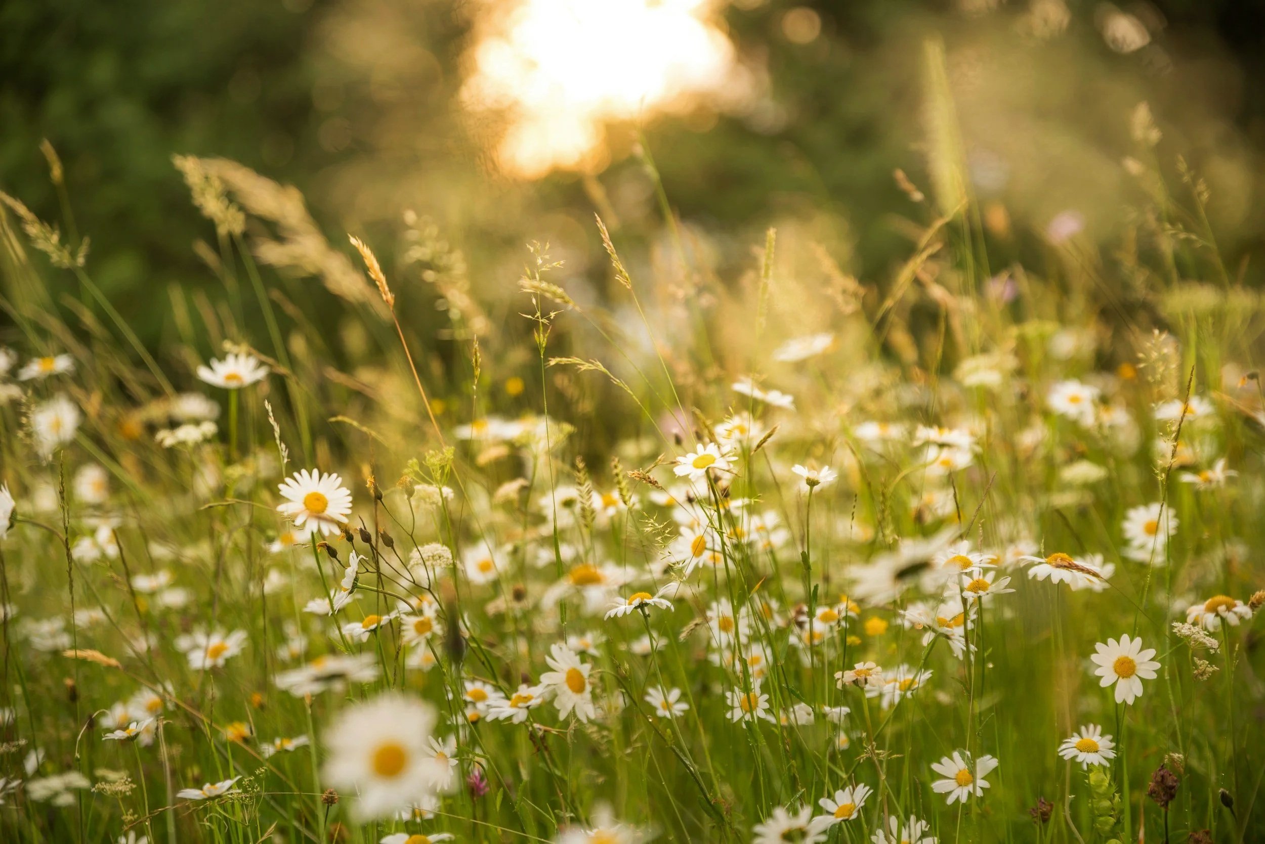 Sunset over a field of wildflowers including daisies and grasses.