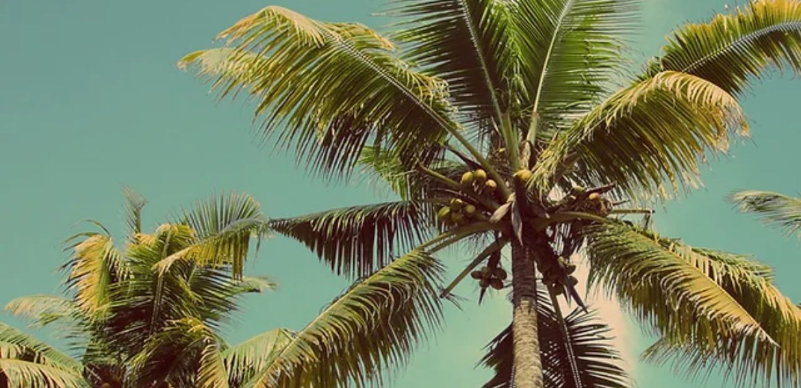Tall coconut palm trees with green fronds against a clear blue sky.