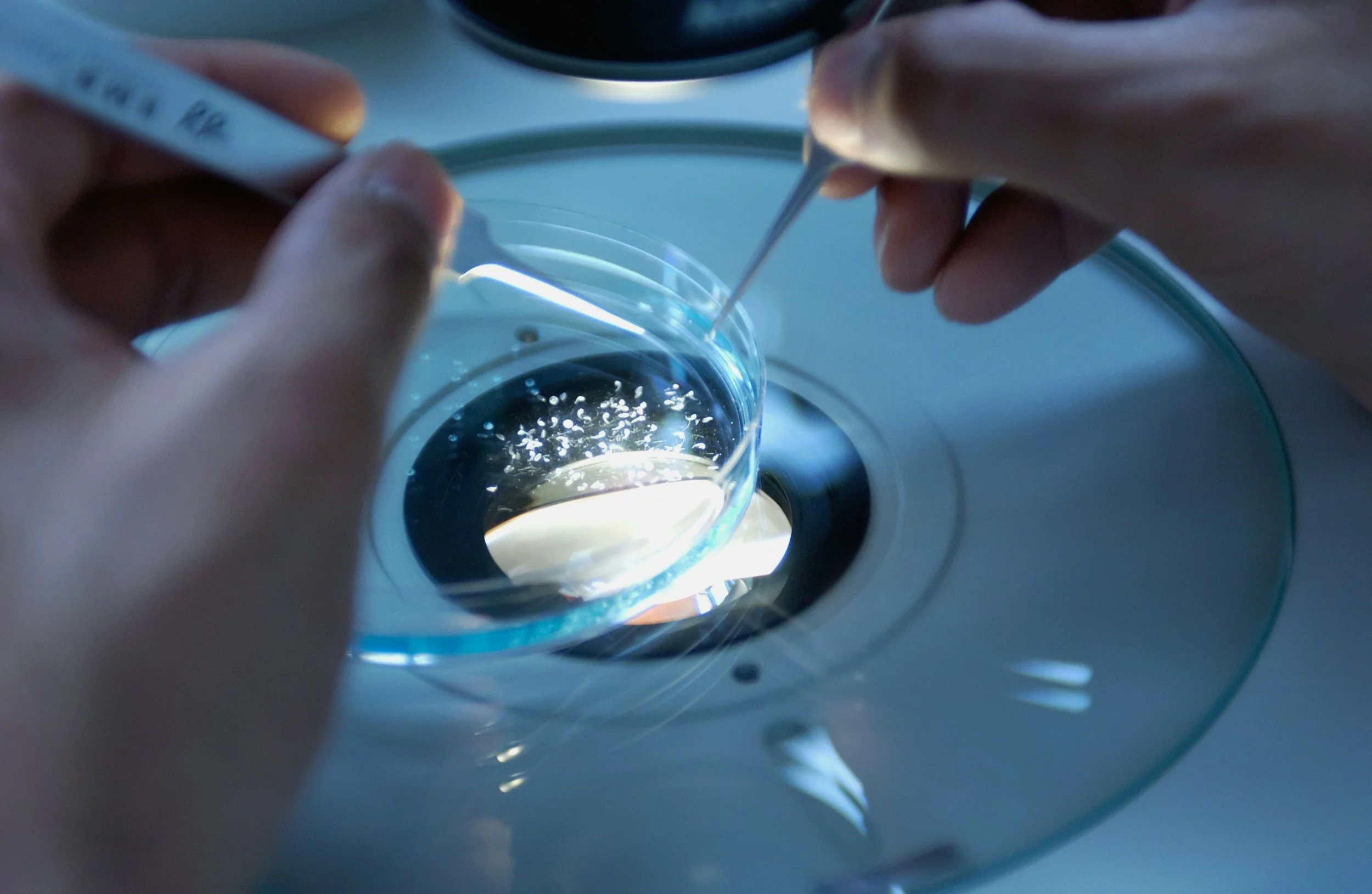 Scientists handling a petri dish with a pipette in a laboratory setting, under a microscope light.