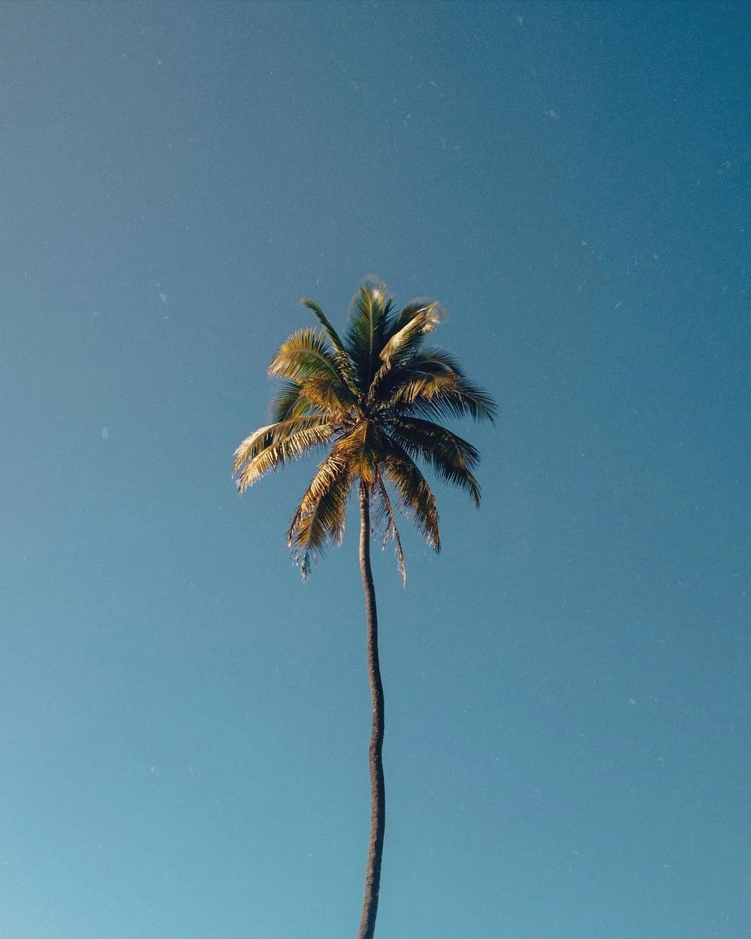 Single tall palm tree with green and yellow leaves against a clear blue sky.