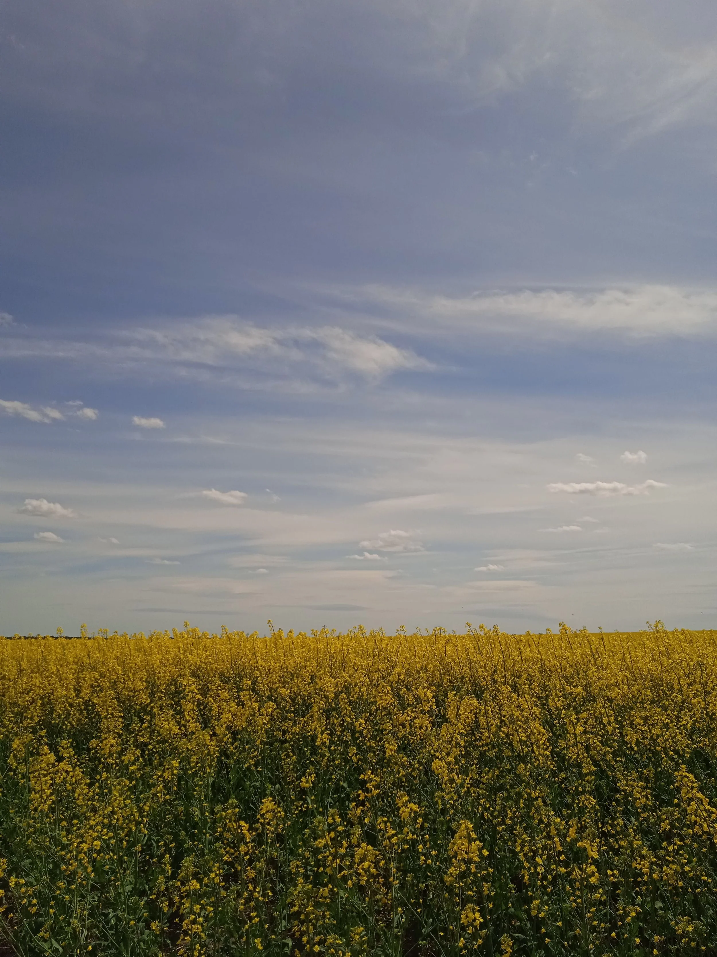 A vast field of yellow flowers under a partly cloudy sky with streaks of blue and scattered white clouds.