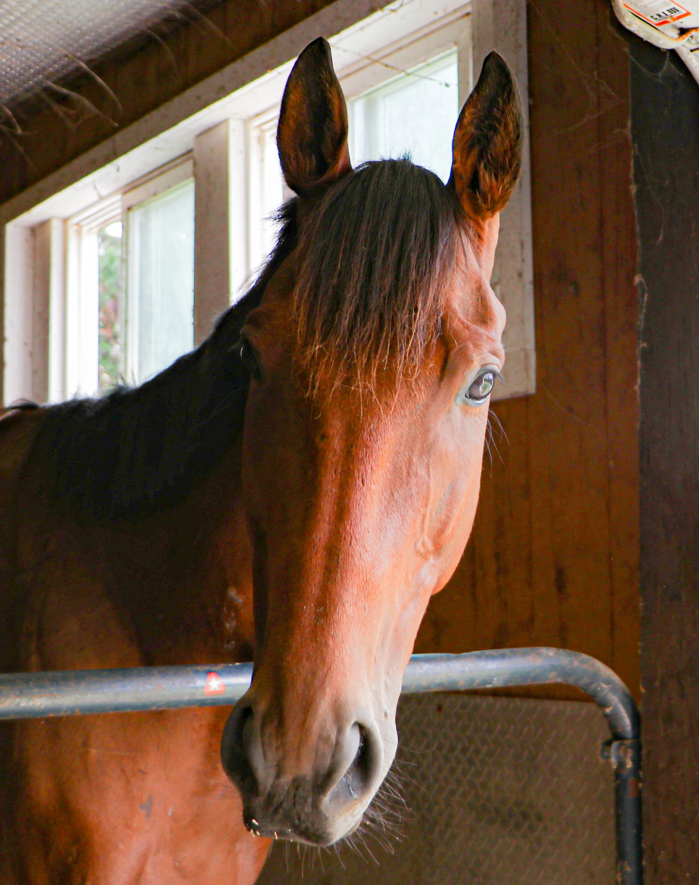Equine Photography