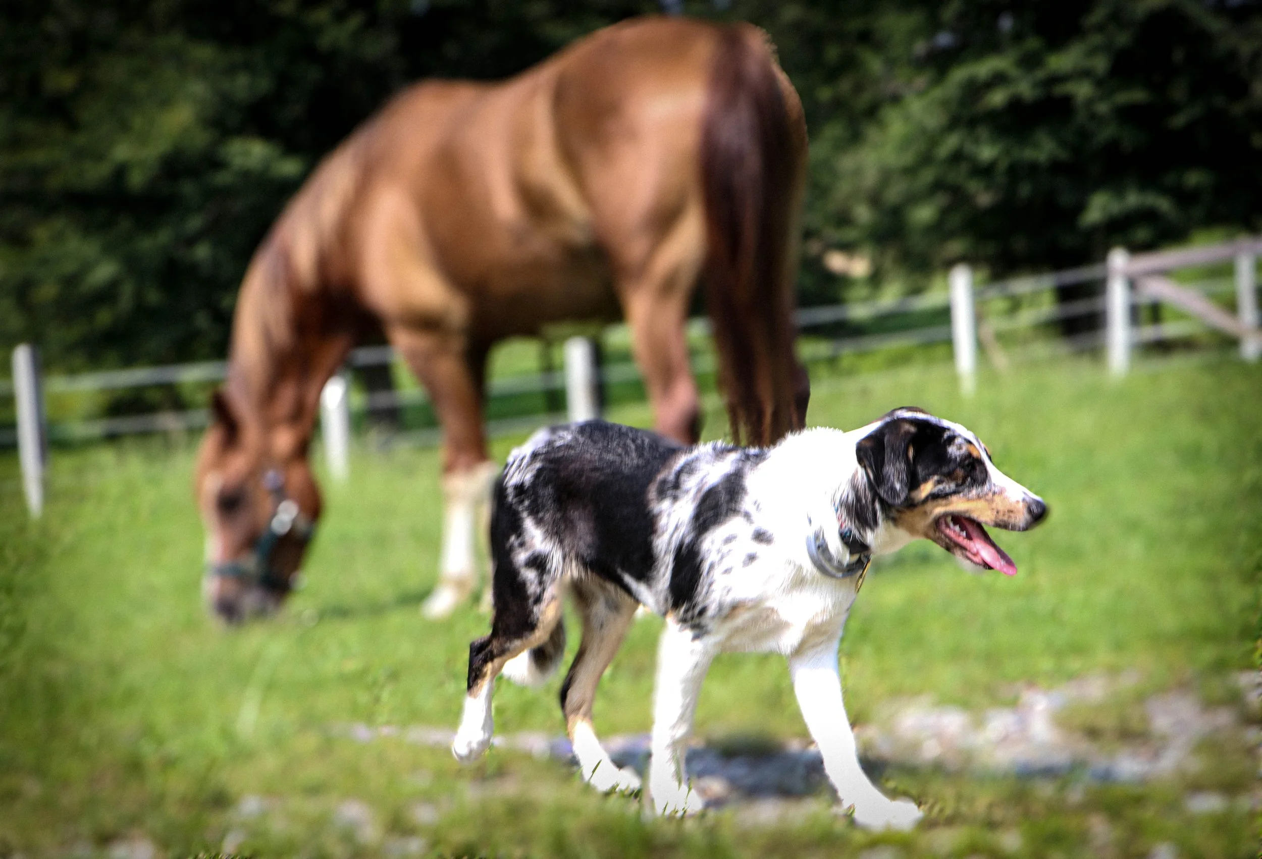 Pet Photography