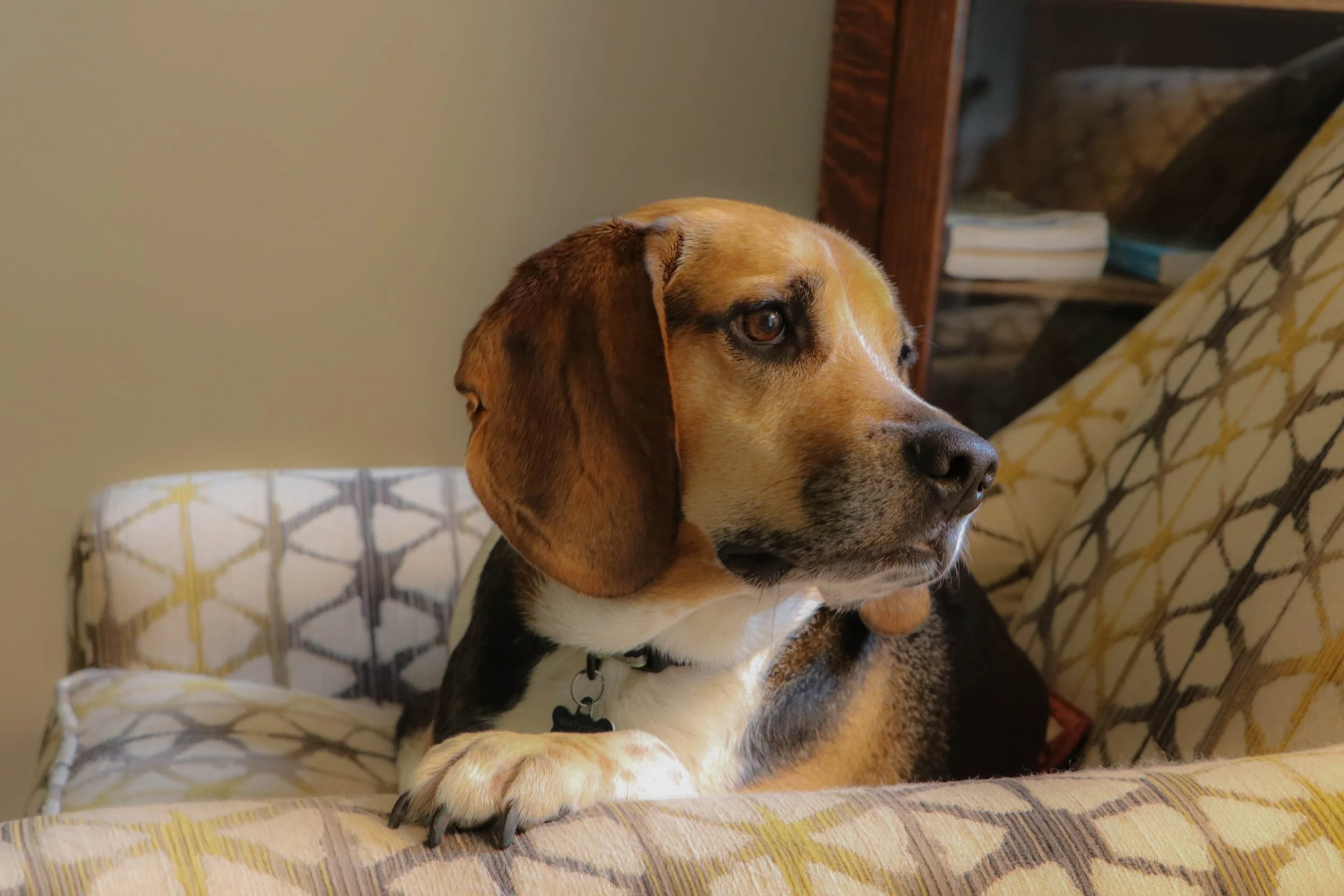 Pet Photography