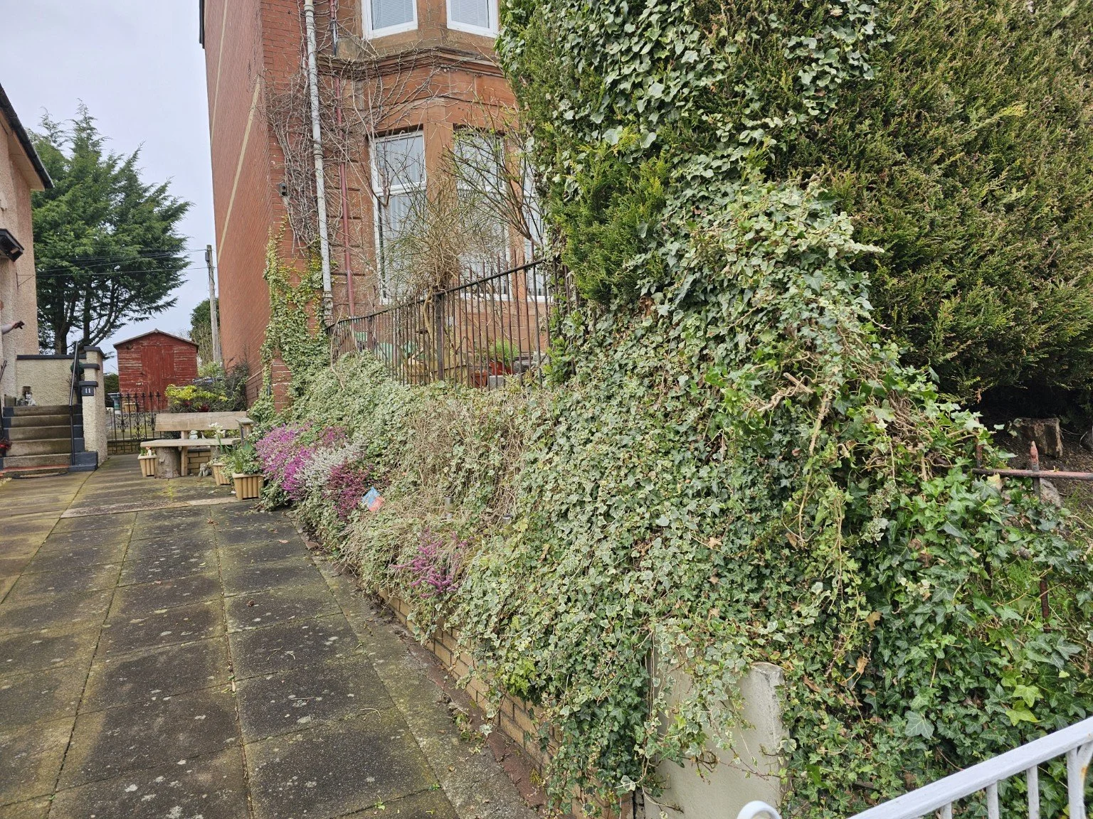 ivy removed, weeds removed, weed control