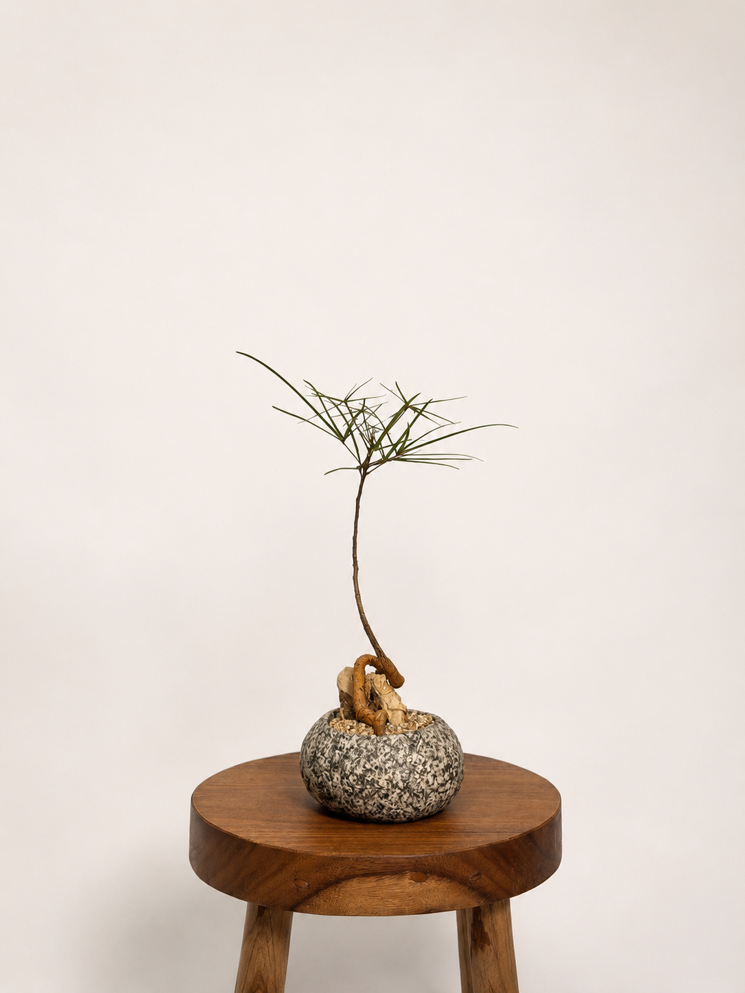 Primitive Vessel + Bottle Tree 001