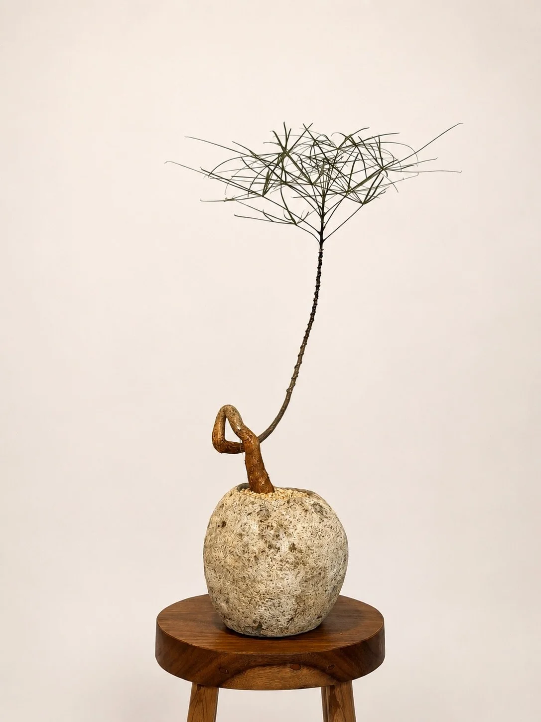 Introducing the Primitive Collection.

Seven original works.
Formed by nature. Refined by hand

Inspired by weathered landscapes, exposed roots, and the quiet beauty of forms shaped by time, each piece is composed by hand using rare botanical specime