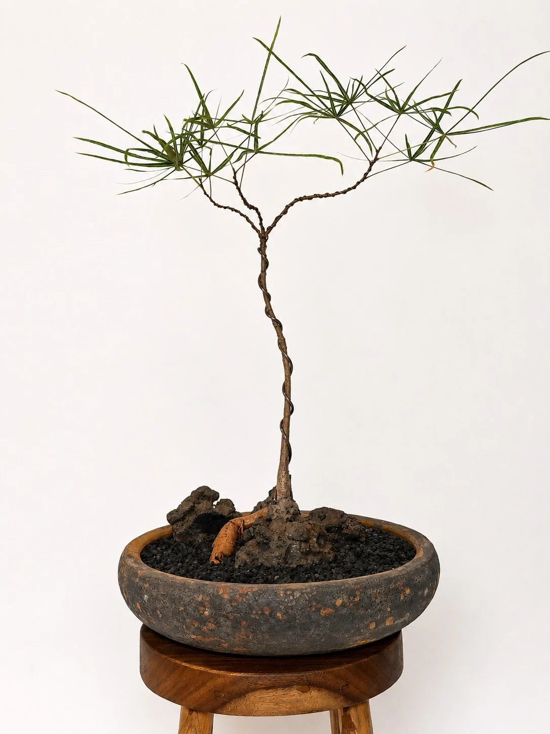 This themed arrangement is anchored in a volcanic-finish bowl, where black lava stone and finely graded volcanic gravel echo the vessel&rsquo;s rich texture while providing dramatic contrast against the tree&rsquo;s warm trunk and exposed roots. Ever