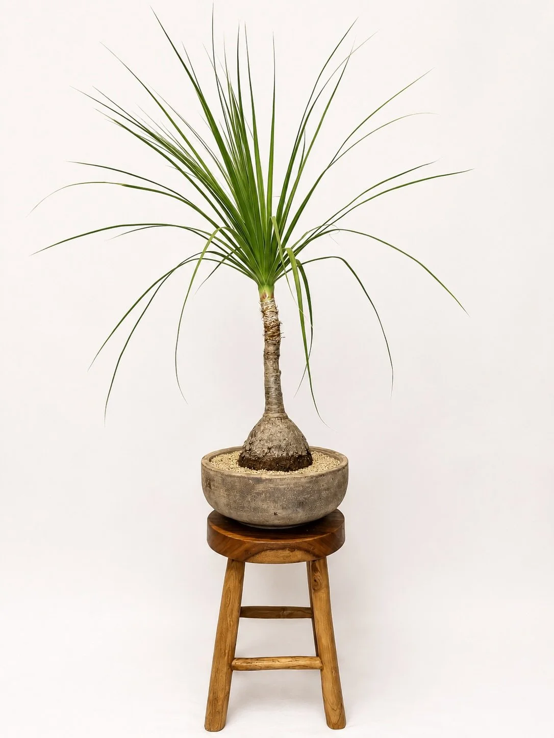 Theres something about Ponytail Palms in bowls that we love.

Effortlessly sculptural and timeless in its simplicity, this Ponytail Palm transforms one of nature&rsquo;s most iconic forms into a refined statement piece. Its distinctive bulbous caudex