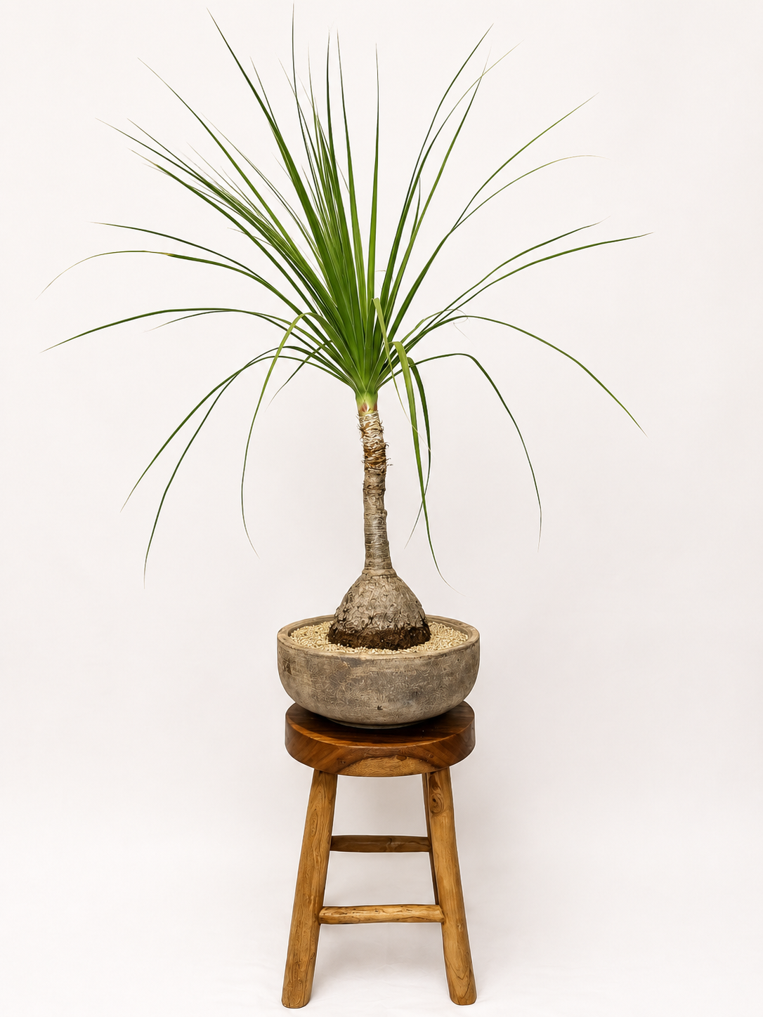 Ponytail Palm in Bowl