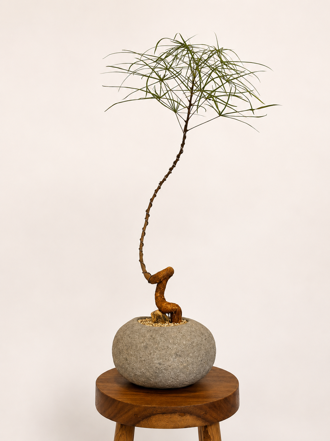 Primitive Vessel + Bottle Tree 005