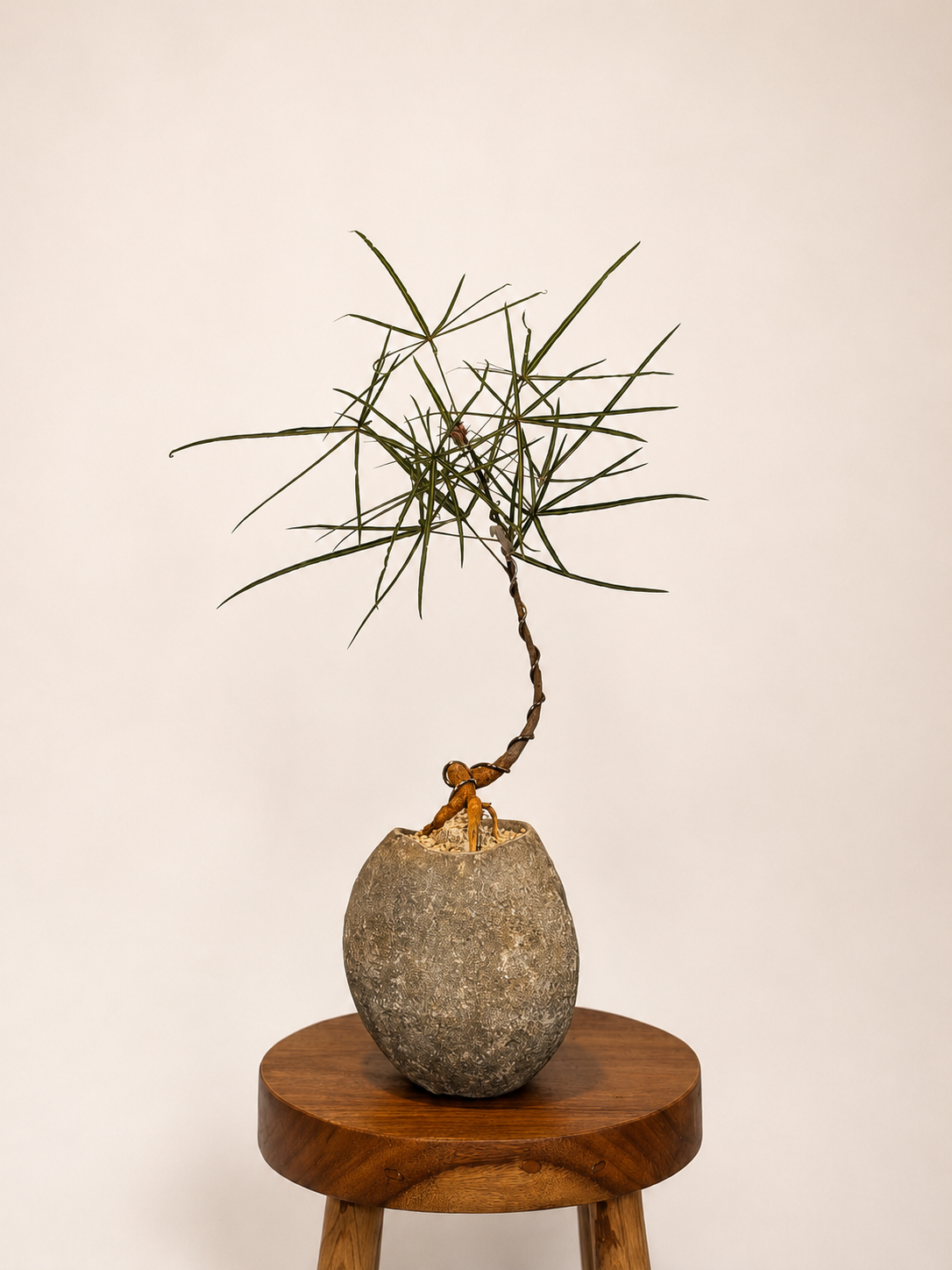 Primitive Vessel + Bottle Tree 003