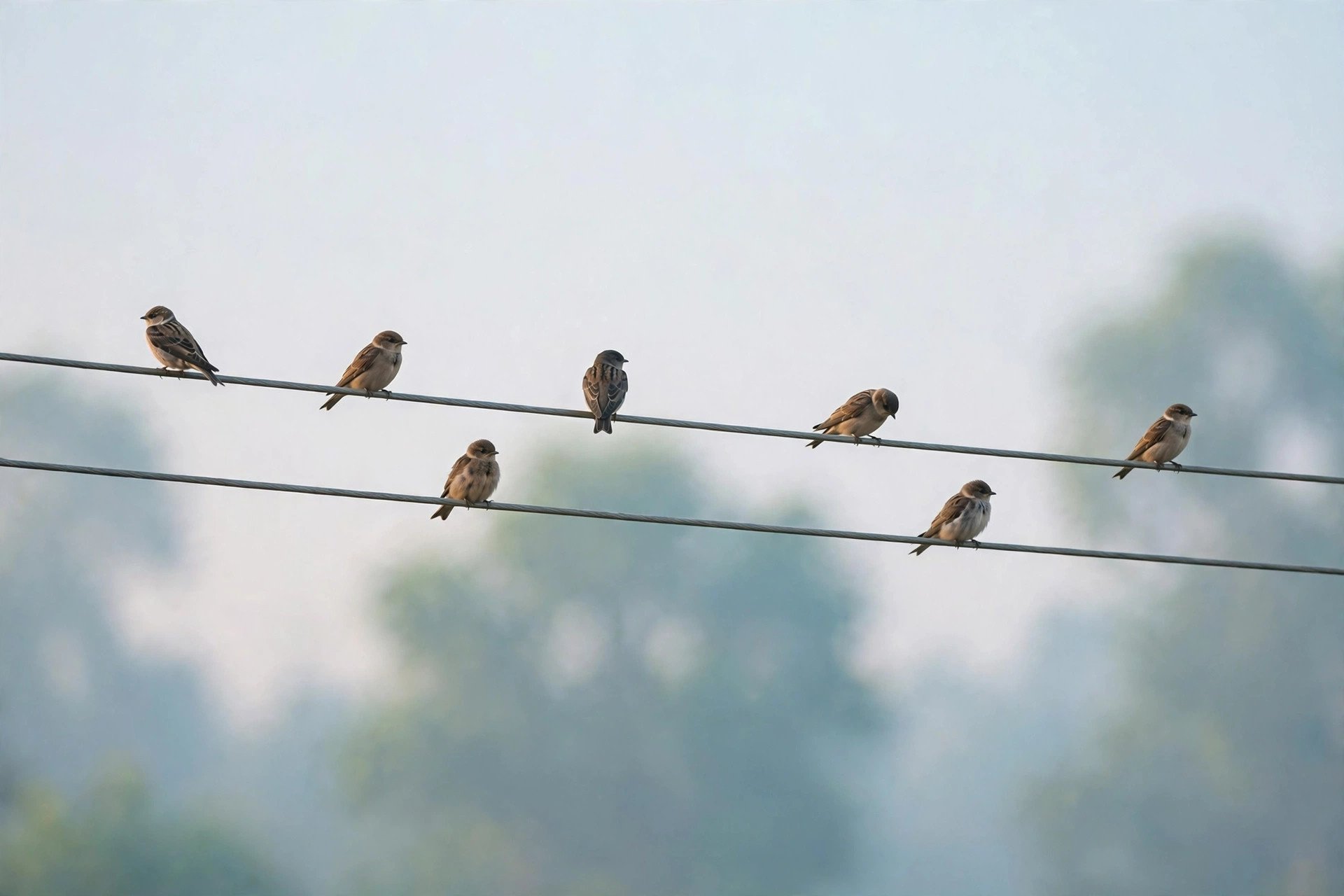 Why can birds sit on power lines without getting shocked?