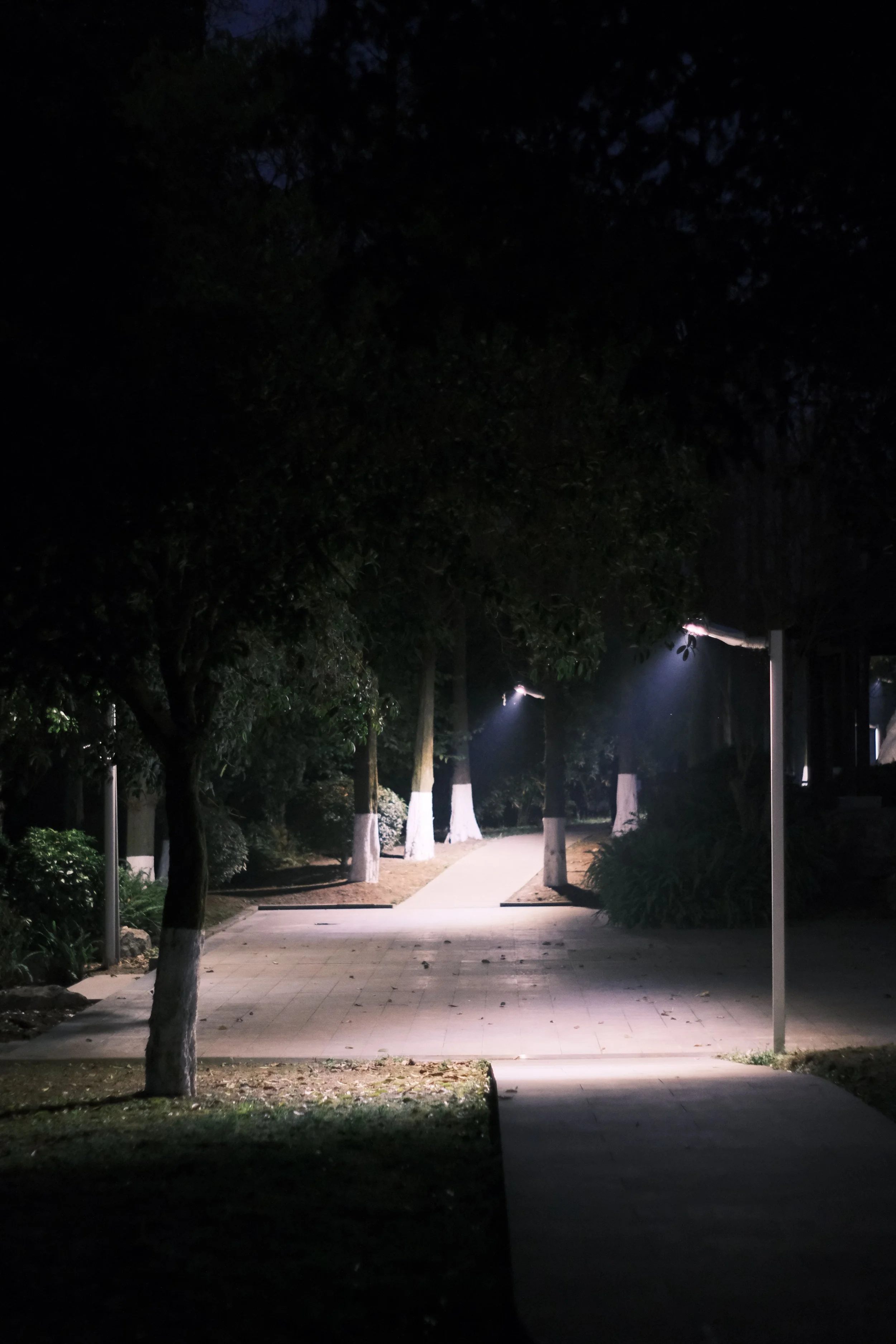 Nighttime scene in a park with a illuminated pathway, trees with white-painted trunks, and streetlights casting light on the surroundings.